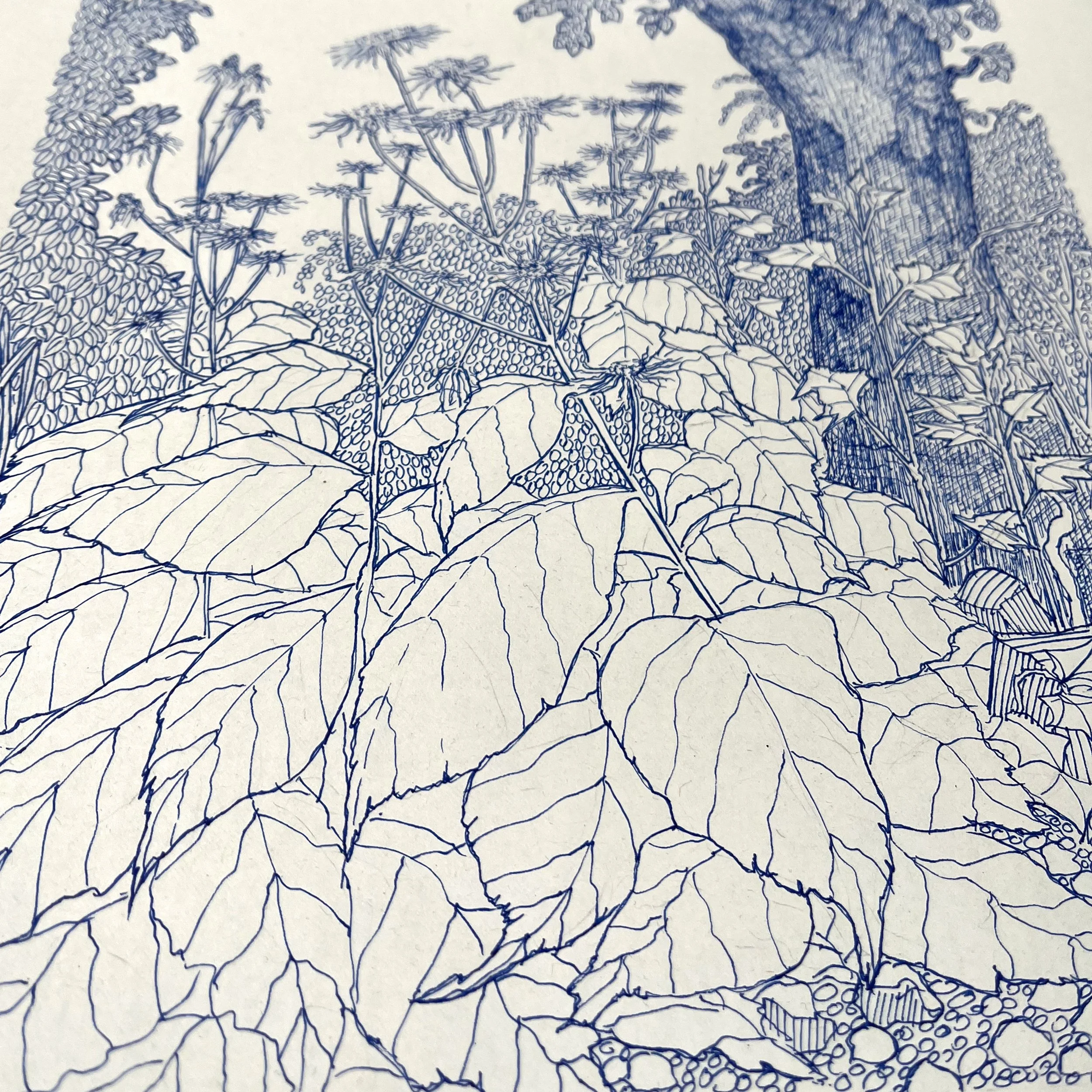 Udsnit af skitse. Nærbillede af planten Stor tusindstråles store blade.