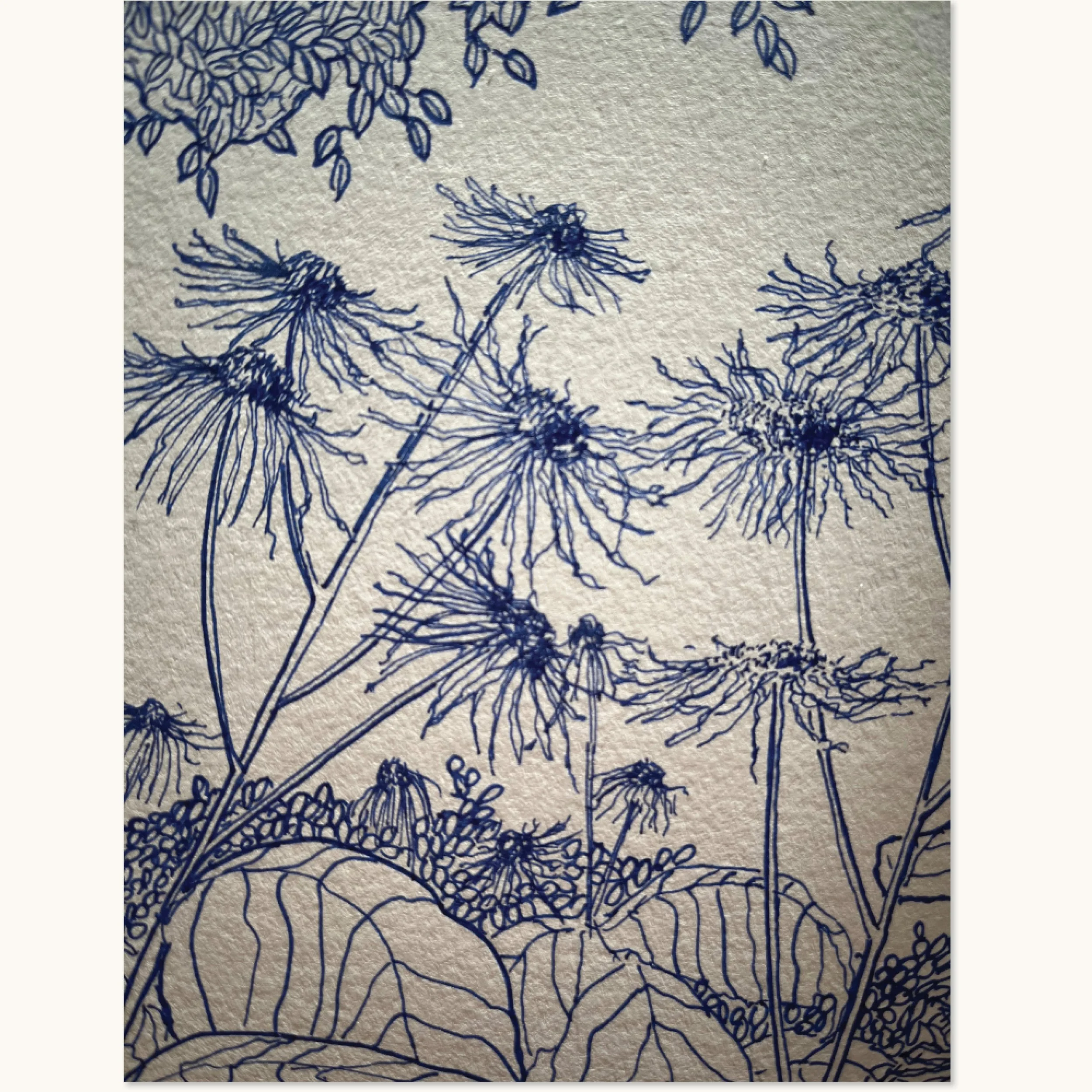 Nærbillede af tegning med Stor tusindstråles kronblade