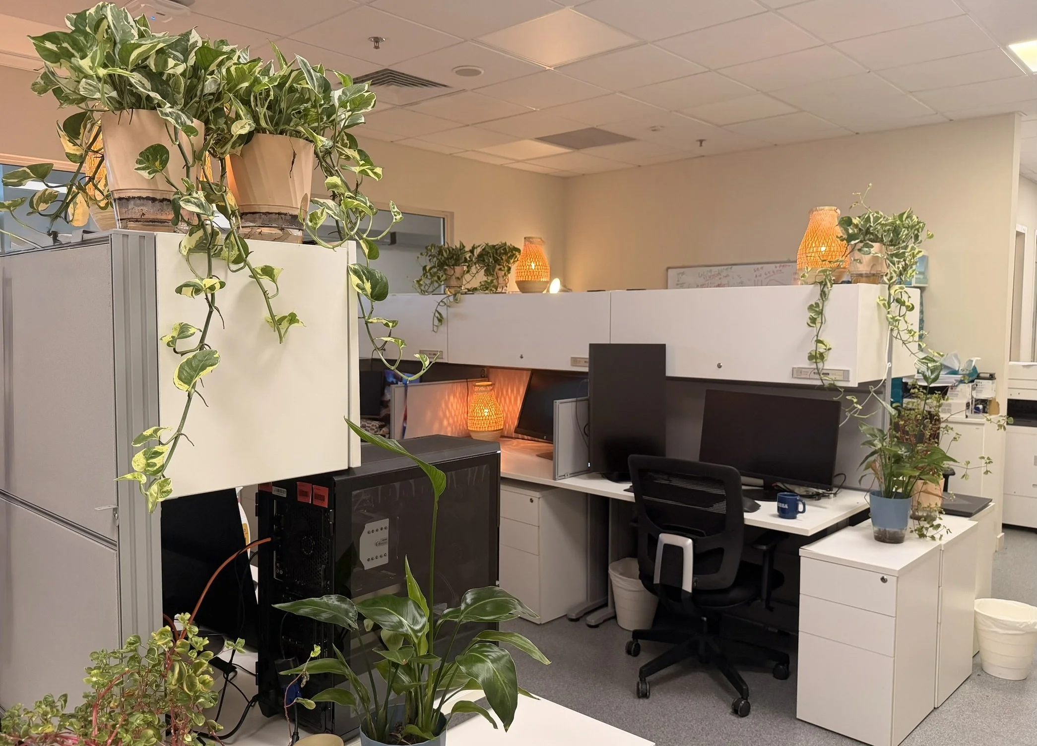 Our current space with more plants on the way