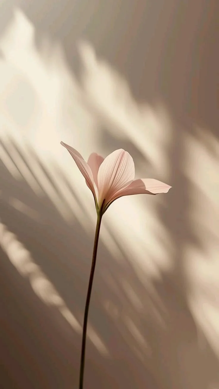 Licht roze bloem met lange dunne steel en zacht gekleurde schaduw op de muur.