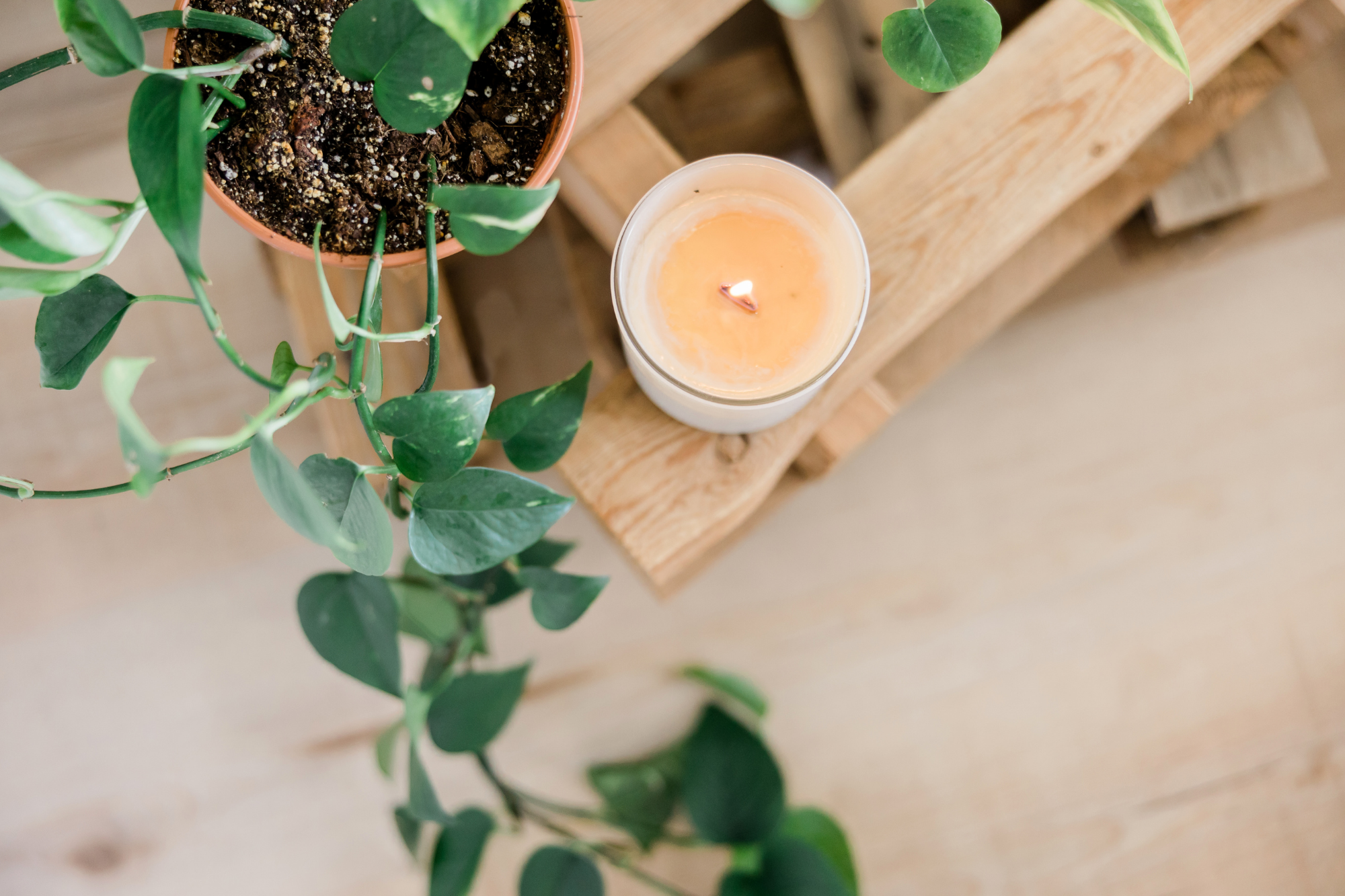 Top-down view of a potted green plant on a wooden surface with a lit white candle beside it.