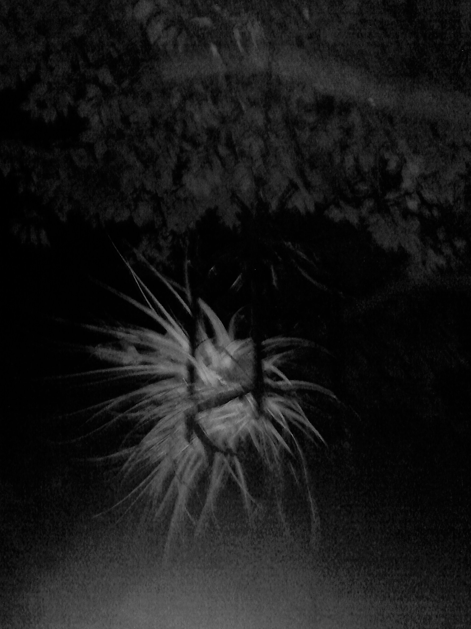 Kristina Feliciano_Danny's Backyard_hanging explosion.jpg