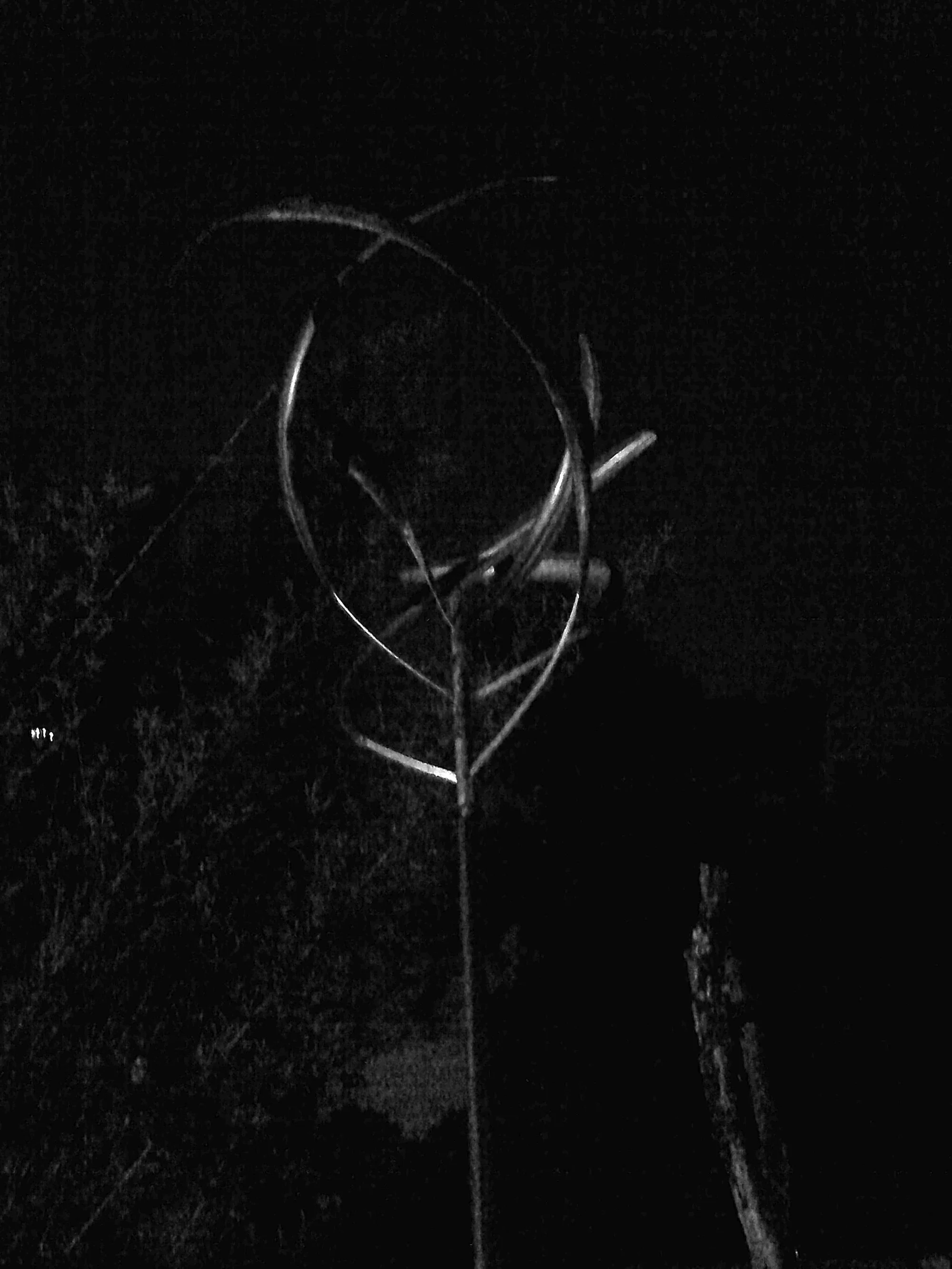 Kristina Feliciano_Danny's Backyard_horns.jpg