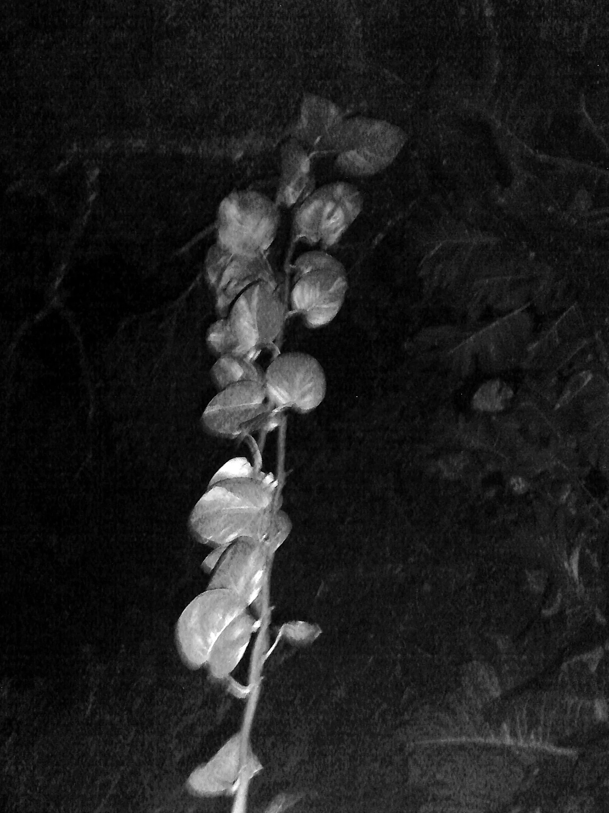 Kristina Feliciano_Danny's Backyard_vine.jpg