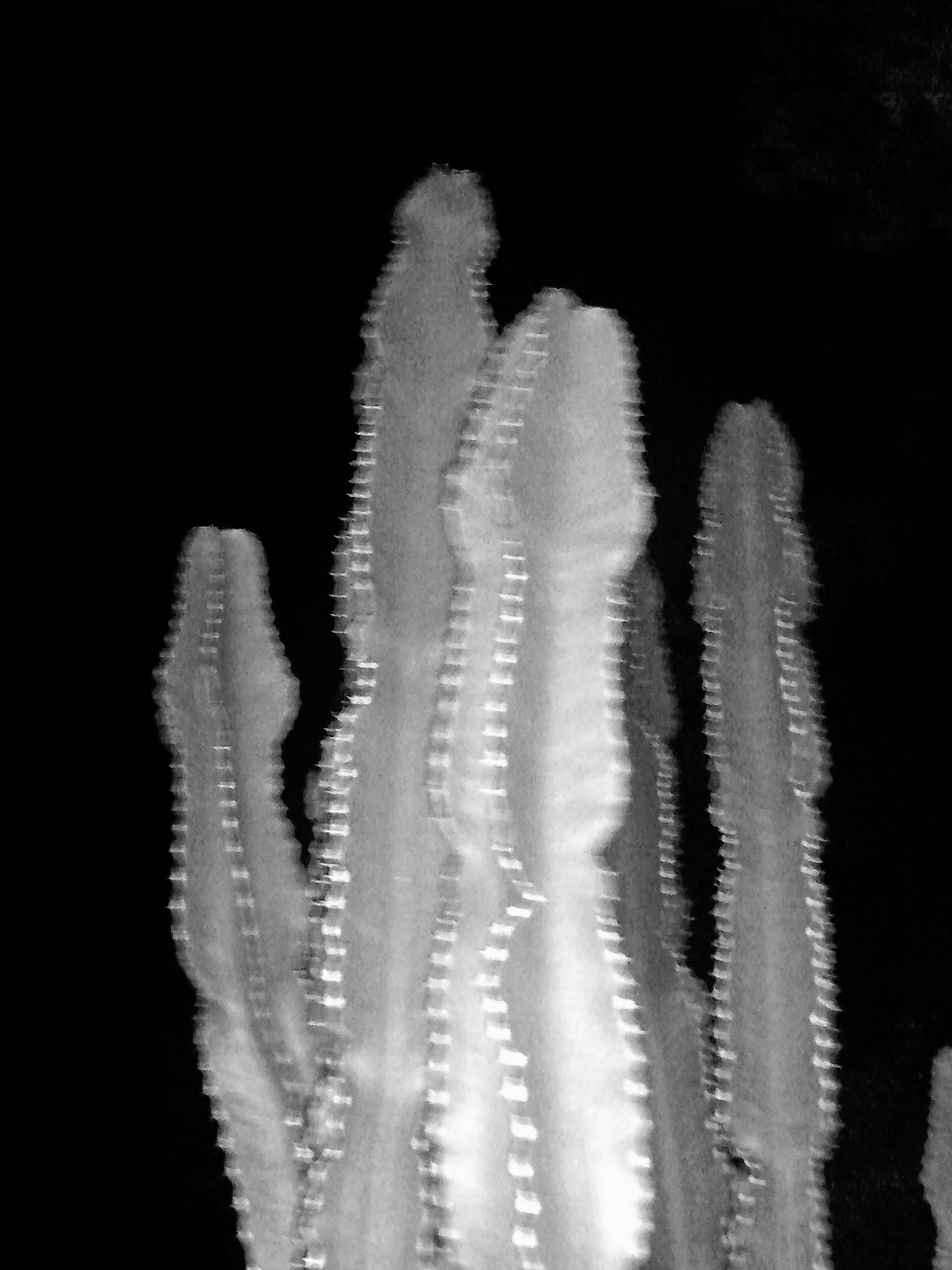 Kristina Feliciano_Danny's Backyard_cactus.jpg