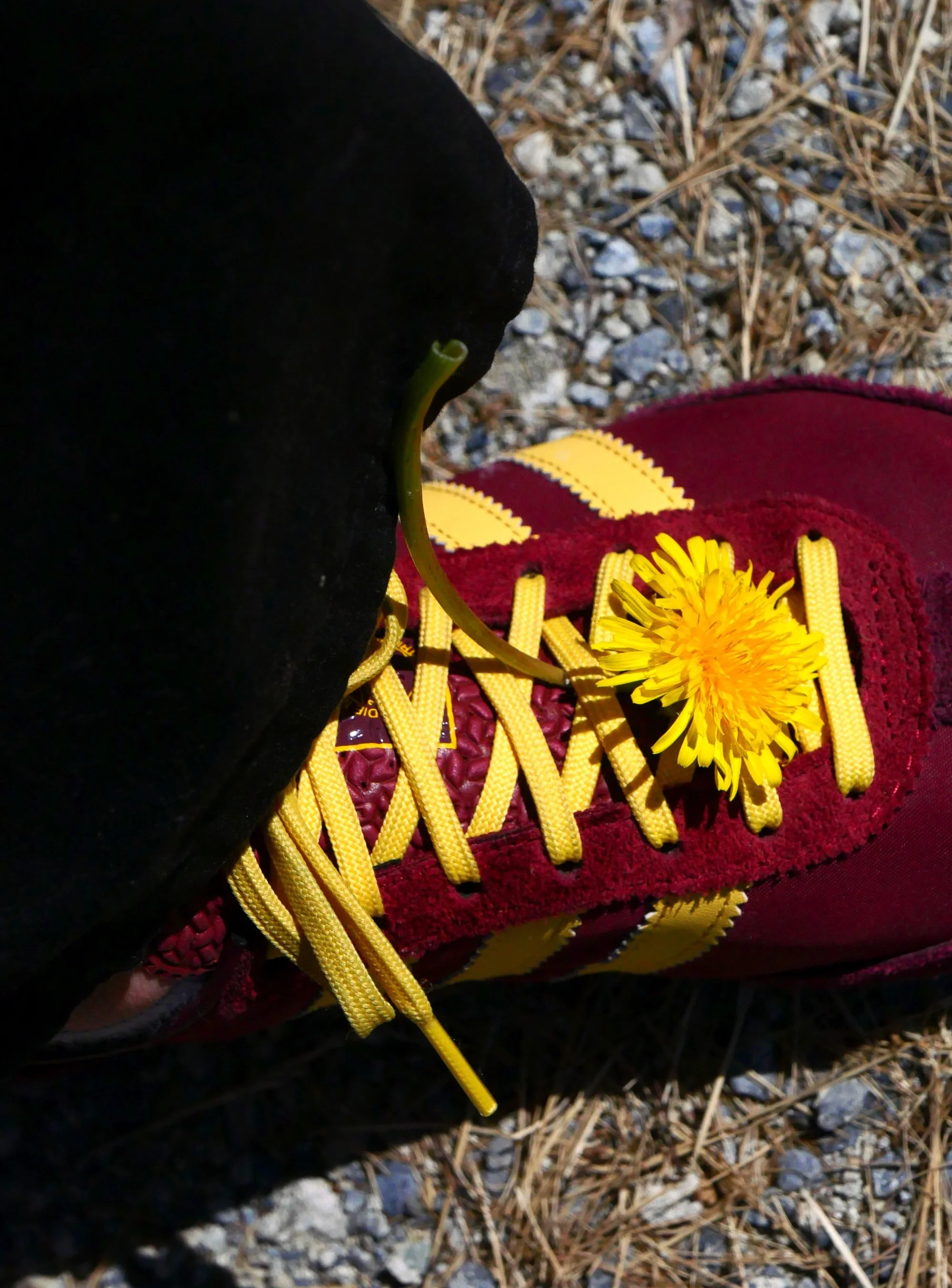 kristina feliciano_sneaker flower_web.jpg