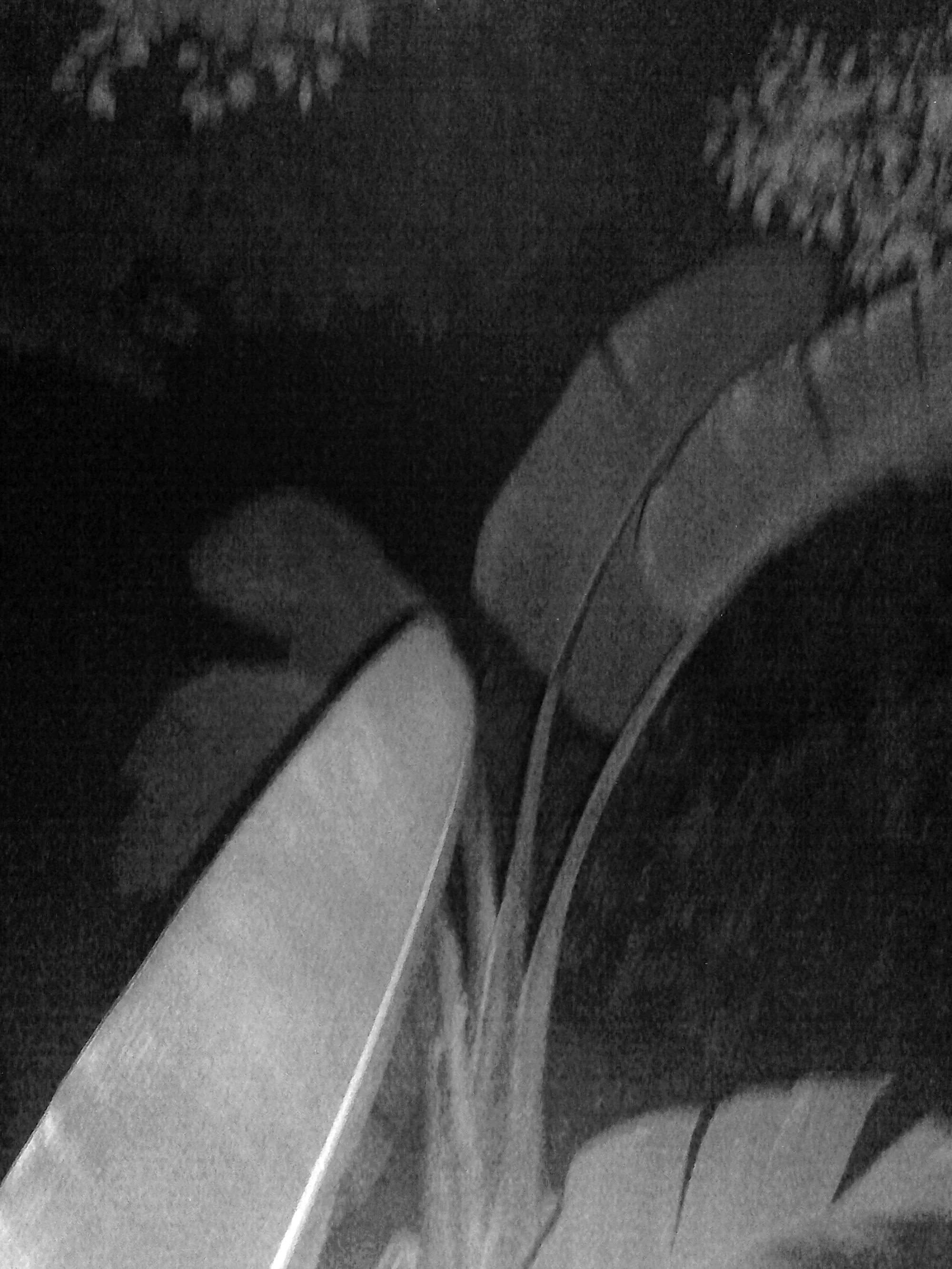 Kristina Feliciano_Danny's Backyard_frond3.jpg