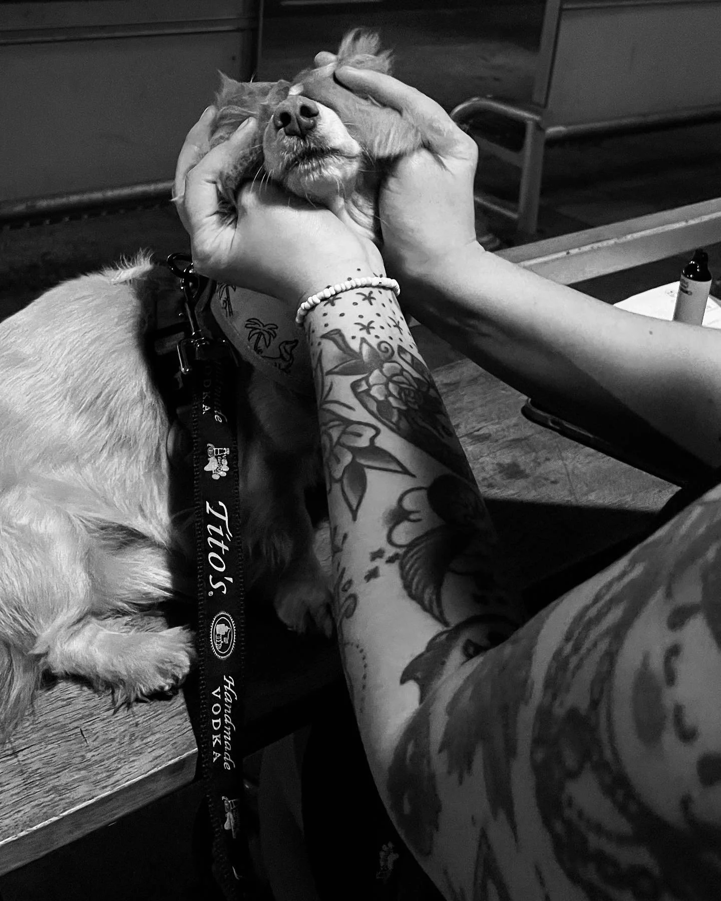 Kristina Feliciano_a dog at Black Cat.jpg