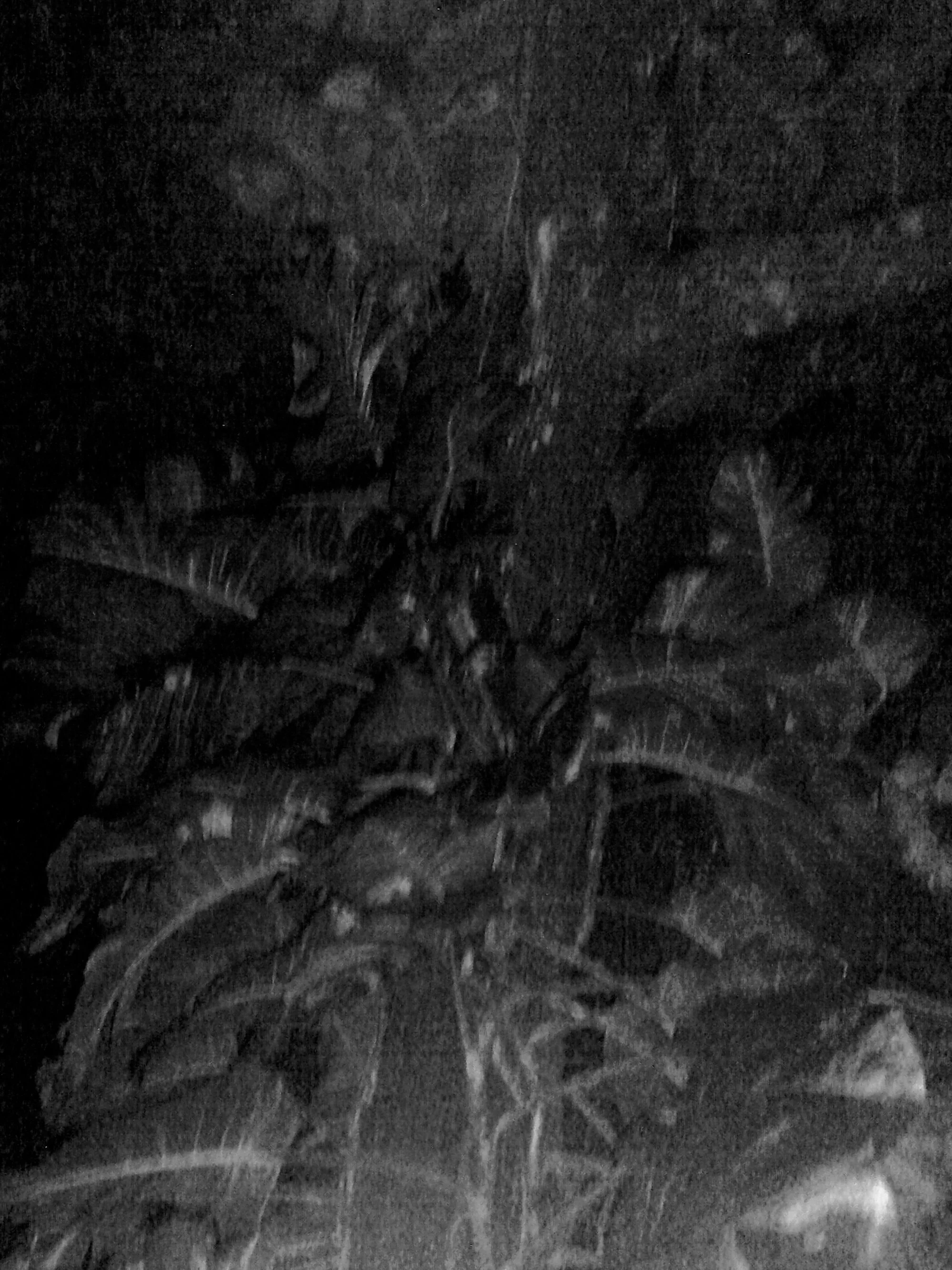 Kristina Feliciano_Danny's Backyard_tree.jpg