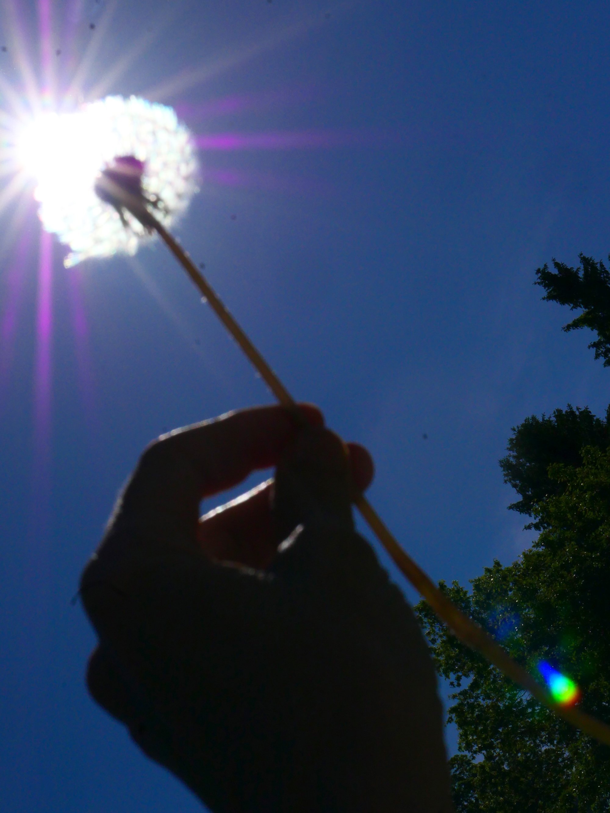 kristina feliciano_dandelion_web.jpg