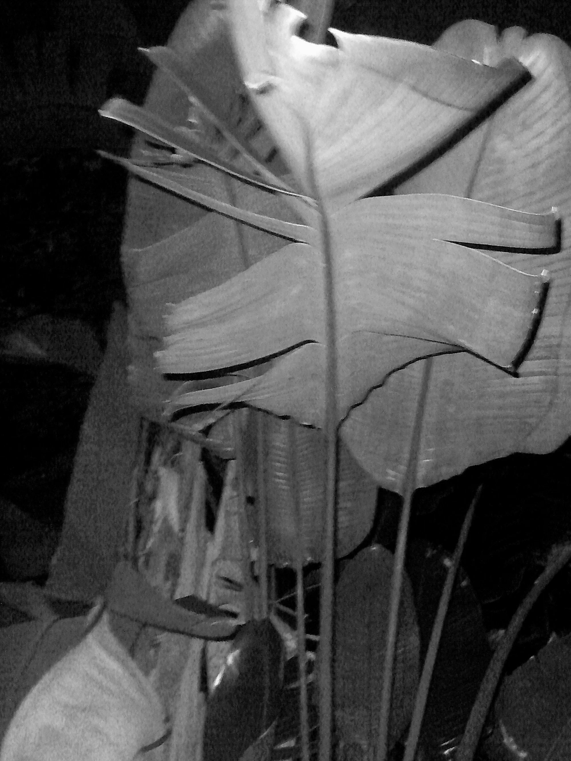 Kristina Feliciano_Danny's Backyard_frond2.jpg