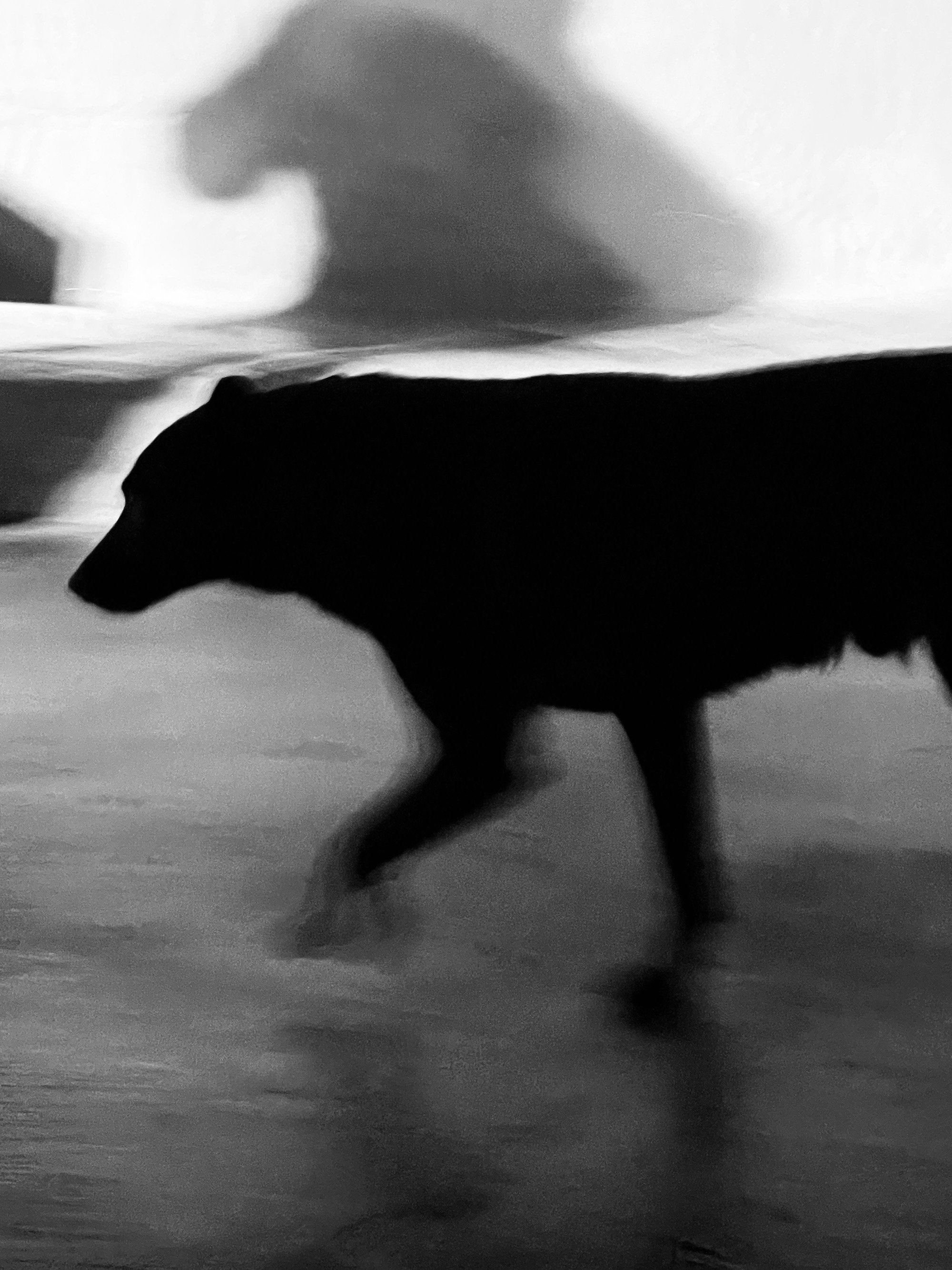 Kristina Feliciano_Santorini stray dog.JPG