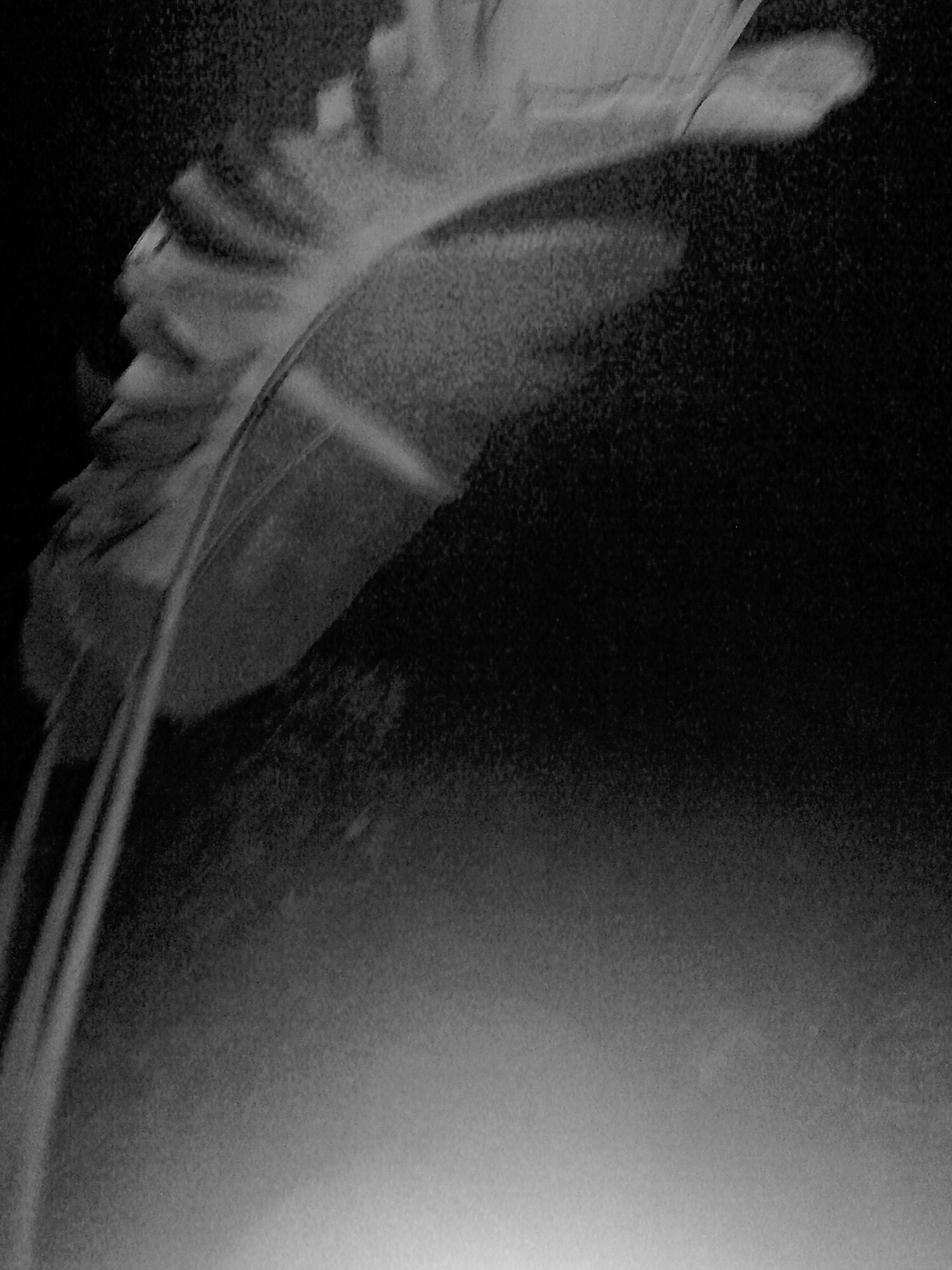 Kristina Feliciano_Danny's Backyard_frond.jpg