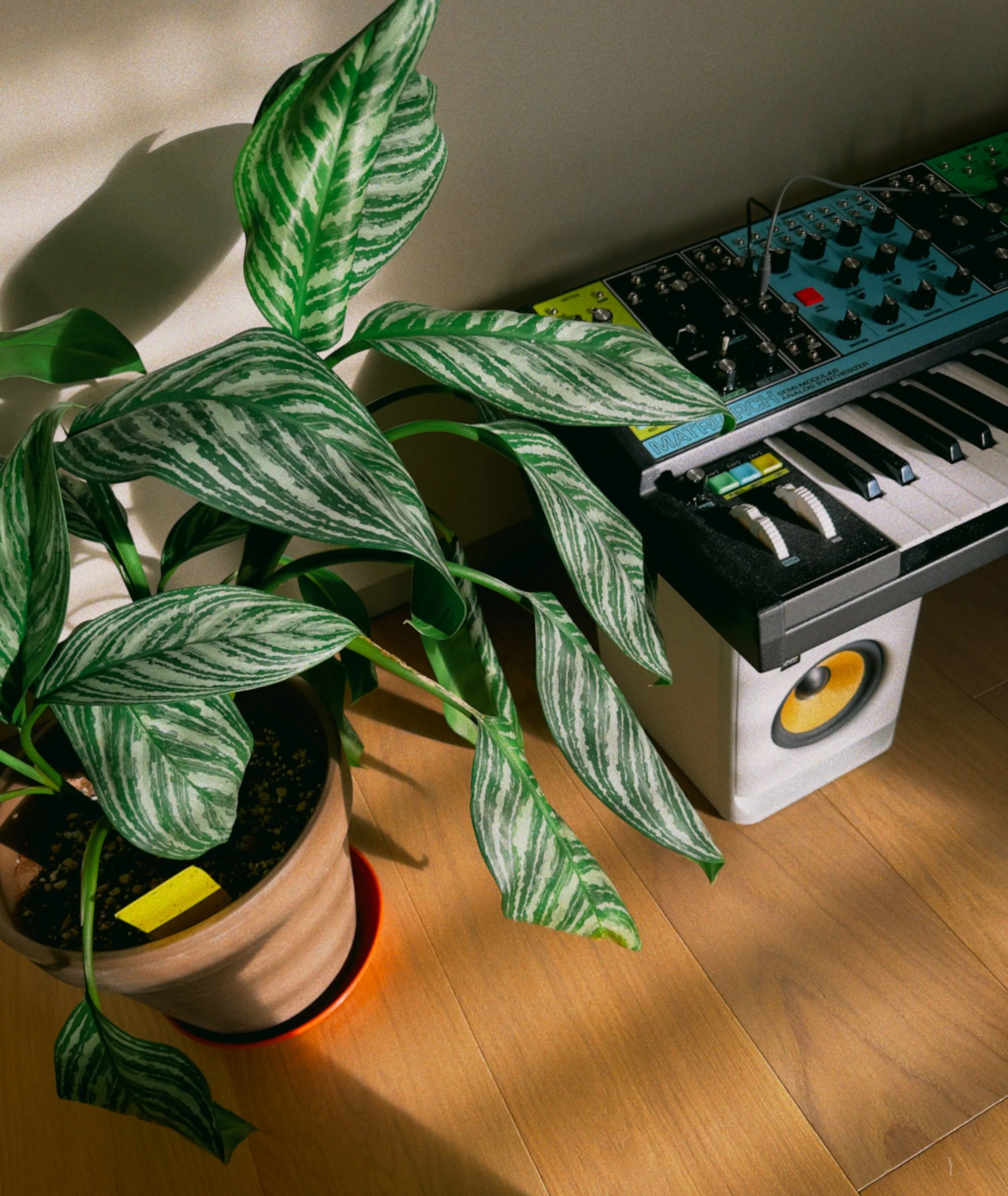 Potted plant with green and white variegated leaves next to a synthesizer keyboard on a wooden floor.