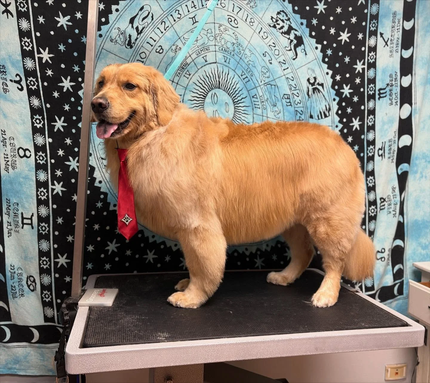 ✨ Miller said &ldquo;Ahh&hellip; that&rsquo;s much better&rdquo; ✨
Serving symmetry. Serving shine. Serving ✨SPA ROYALTY✨.
His outline? Aligned with the cosmos. His energy? Pure Leo sun.
This deshed wasn&rsquo;t just a groom&mdash;it was a transforma