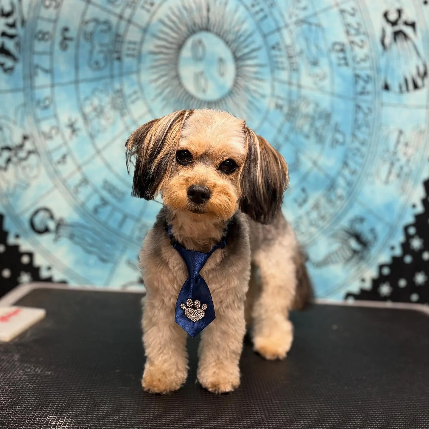 📸 Mister&rsquo;s Moment ✨
Mister&rsquo;s serving all fluff, no fuss&hellip;
-or wait, was it all fluff, all fuss? 🤪
Either way, he made it clear: the royal treatment is a non-negotiable for a king 👑💙

Sure, he might have had some notes on the leg