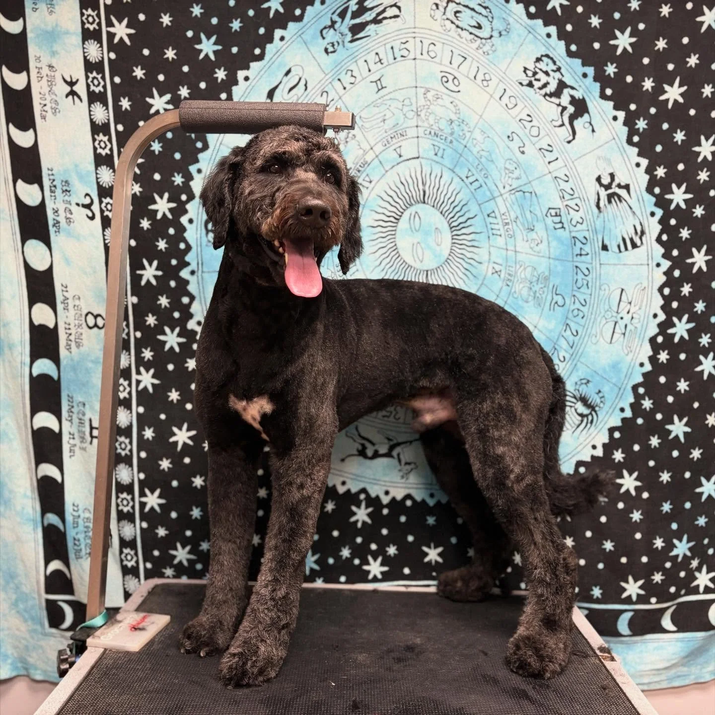 Charlie the Gentle Giant 🖤🐾✨
This big sweetheart came in today for a full makeover, and I&rsquo;m still melting over his kind spirit. Sensitive, sweet, and so incredibly trusting, he let me take things slow and meet him exactly where he was at.

It