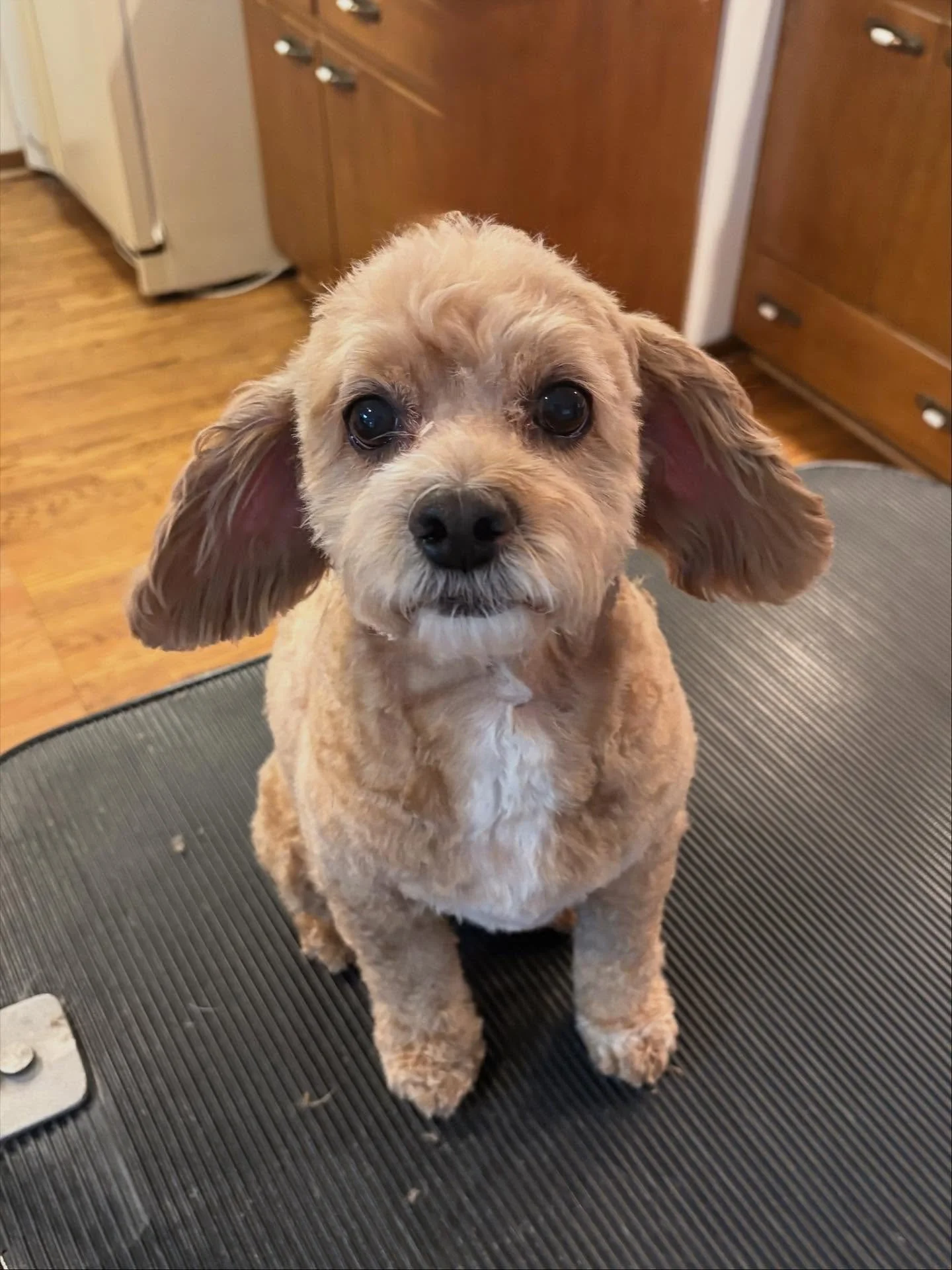 🚨 EAR ALERT 🚨
Miss Arley reporting for duty with the cutest side flaps in town! 🐶✨
Freshly groomed, feelin&rsquo; herself, and vibing hard. (As she should!)

Drop a 🐾 if you&rsquo;re obsessed with these ears too 👇💛

#GoldenPawGlowUp #DogGlam #F