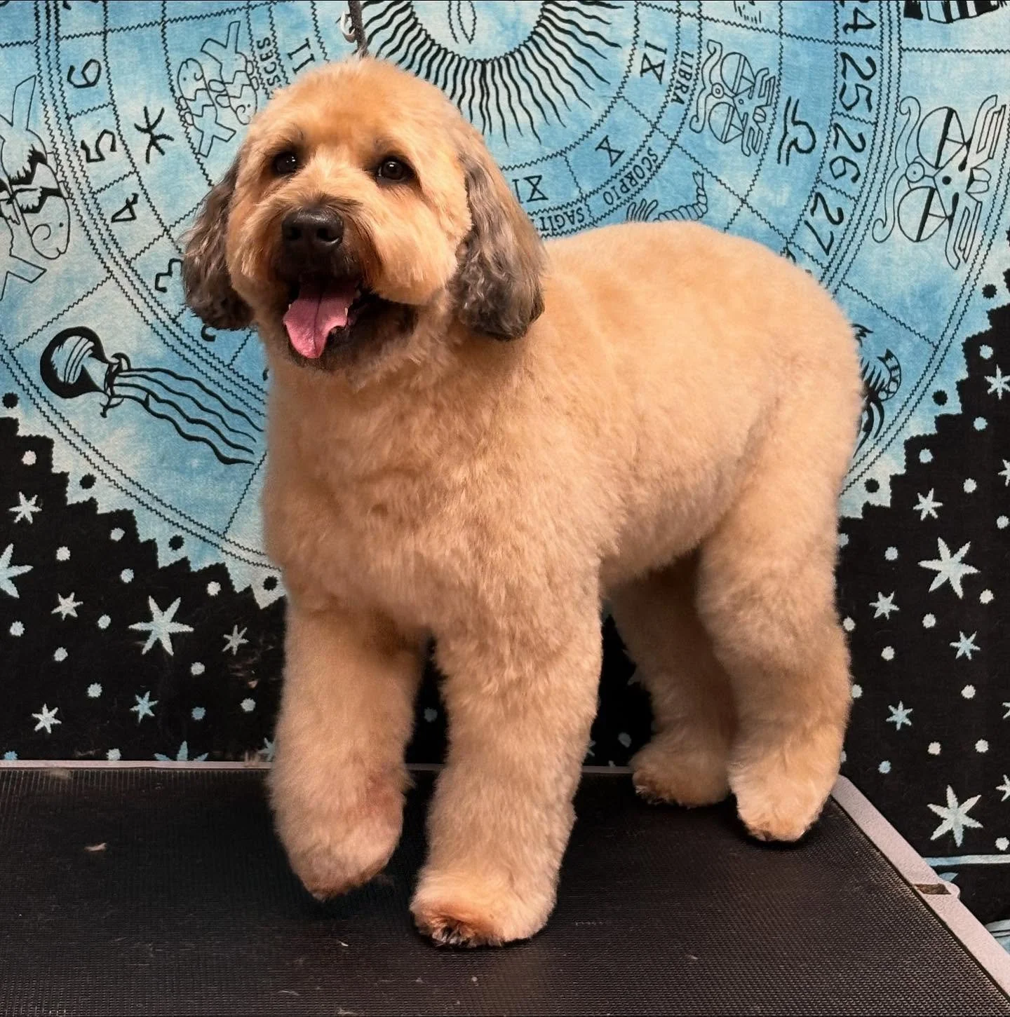 Piper 🥰🐾✨ Sweet &amp; simple for my girl today - an inch on her body, hand scissored the legs and face! I think she felt this glow up in her bones today. 🔮✨