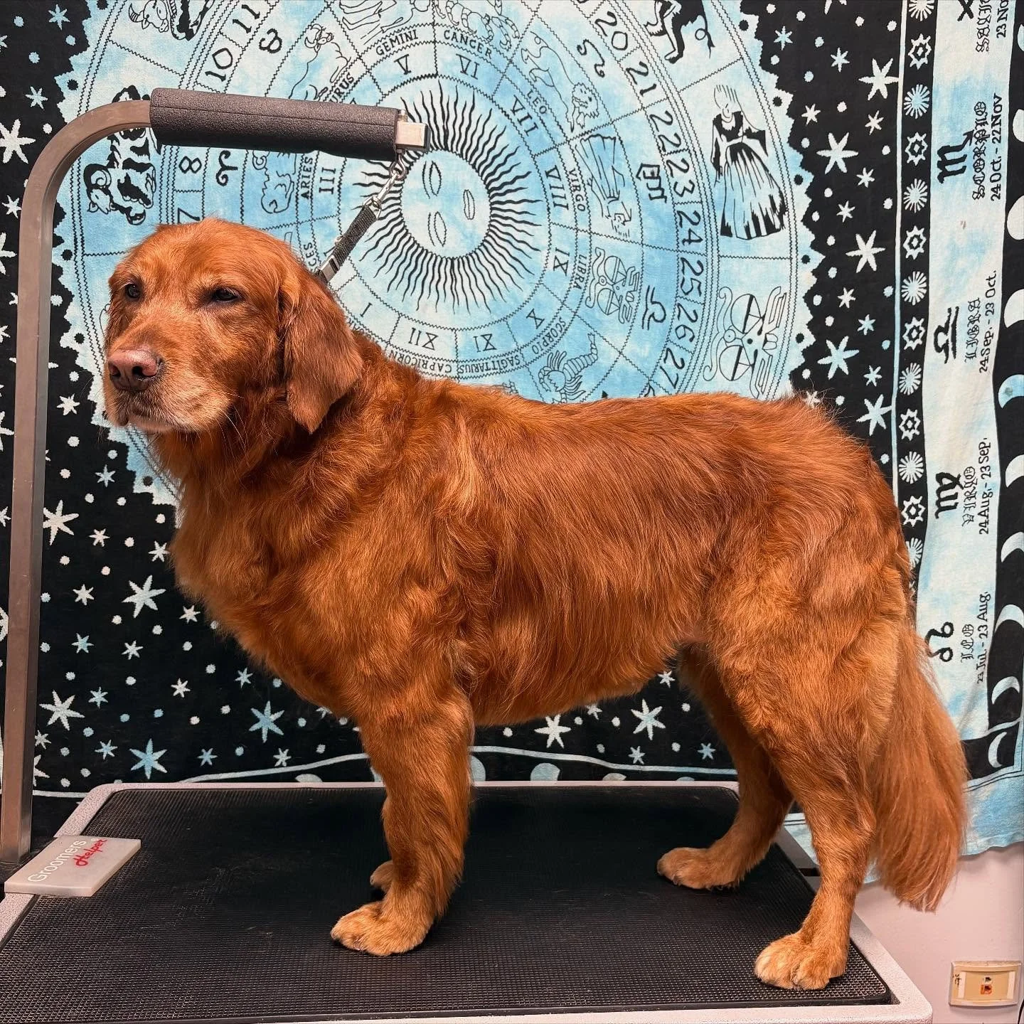 ✨ Charlie&rsquo;s Golden Hour ✨
This sunshine girl got the royal treatment today and absolutely radiated through every moment- wiggles, kisses, and all 💛 From scruffy queen to glowing goddess, Charlie reminded me that joy doesn&rsquo;t need a reason