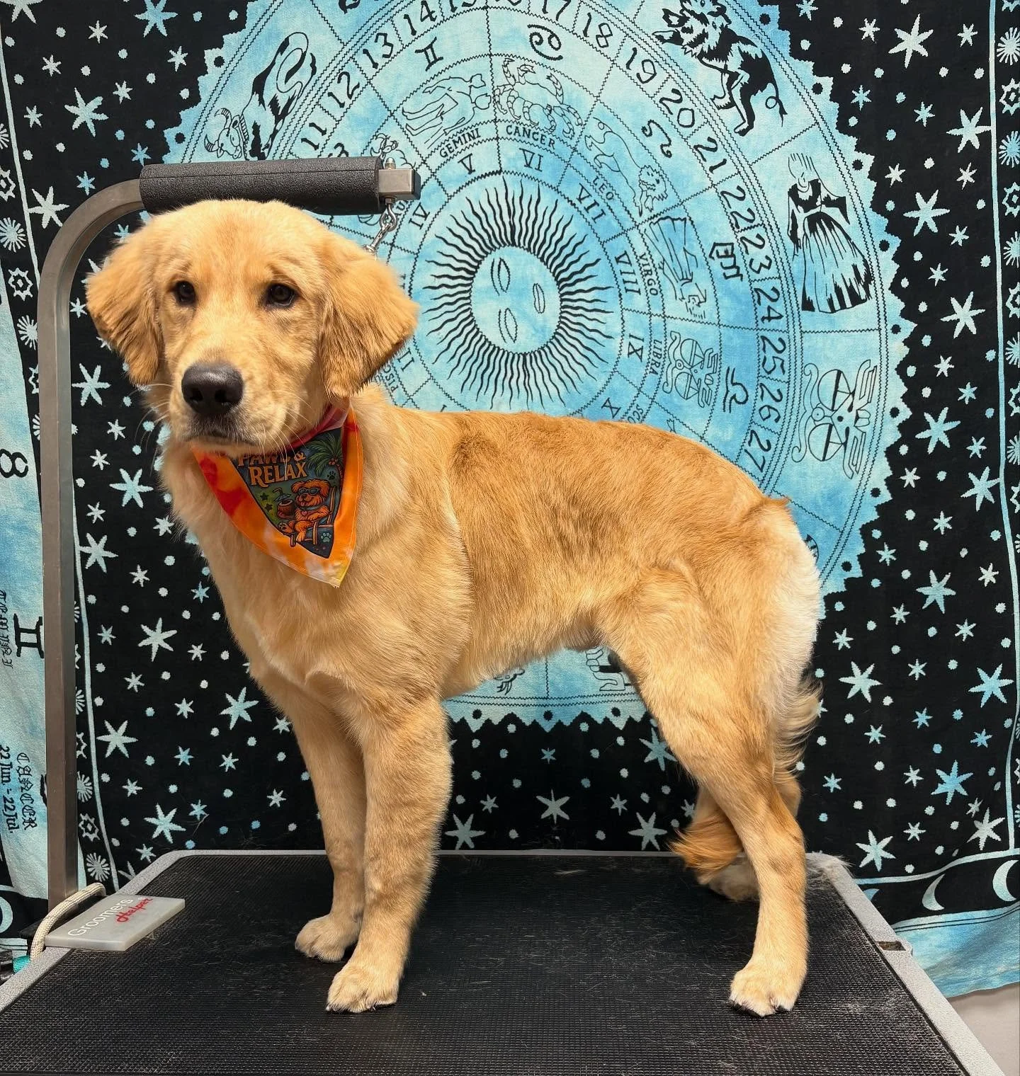 🌟 Benny, the golden light embodied 🌟
This radiant soul stopped by for his groom and brought the calmest, kindest energy with him. 🔮✨
Clean coat, open heart, and a tail that wags in alignment.
Sometimes, you don&rsquo;t just meet a good boy&hellip;