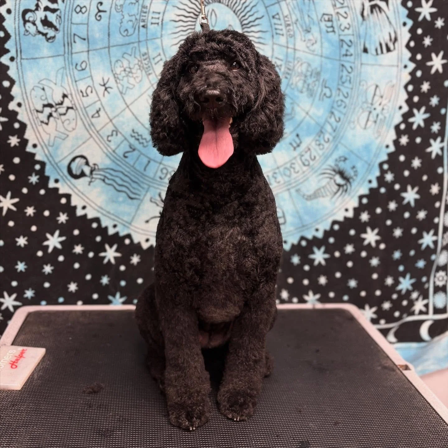 Cleo said ✨self-care✨ isn&rsquo;t just for humans. Swipe to see her radiant glow up! 
Final form ➡️ bath &amp; blow dry ➡️ before 💅
She&rsquo;s giving: radiant, refreshed, and ready to read your birth chart.
A literal queen. 👑🖤