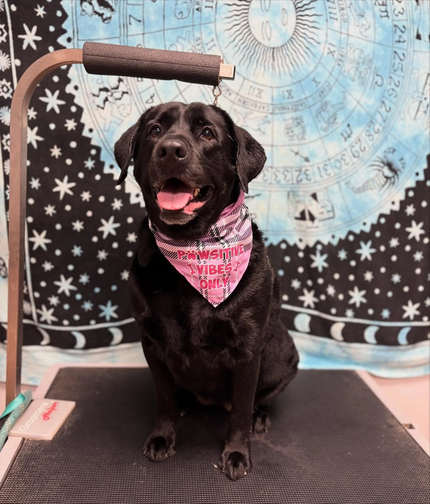 There&rsquo;s something about Sofie&rsquo;s energy that just softens the whole room 🥹❤️ Her sweetness is a gift. Thank you, Sofie, for letting me love on you today! #GoldenPawLove #GratefulGroomer