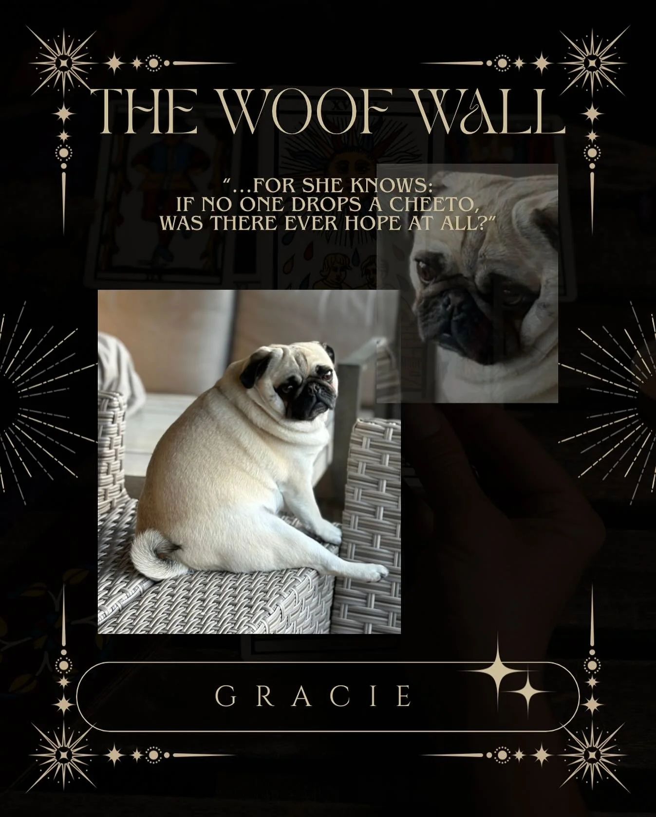 Welcome back to ✨🐾 The Woof Wall 🐾✨ &mdash; where I share some of my favorite pics (or YOURS &mdash; think embarrassing baby photo at a family gathering vibes) of your beloved canine and feline companions.

A little corner of the internet dedicated