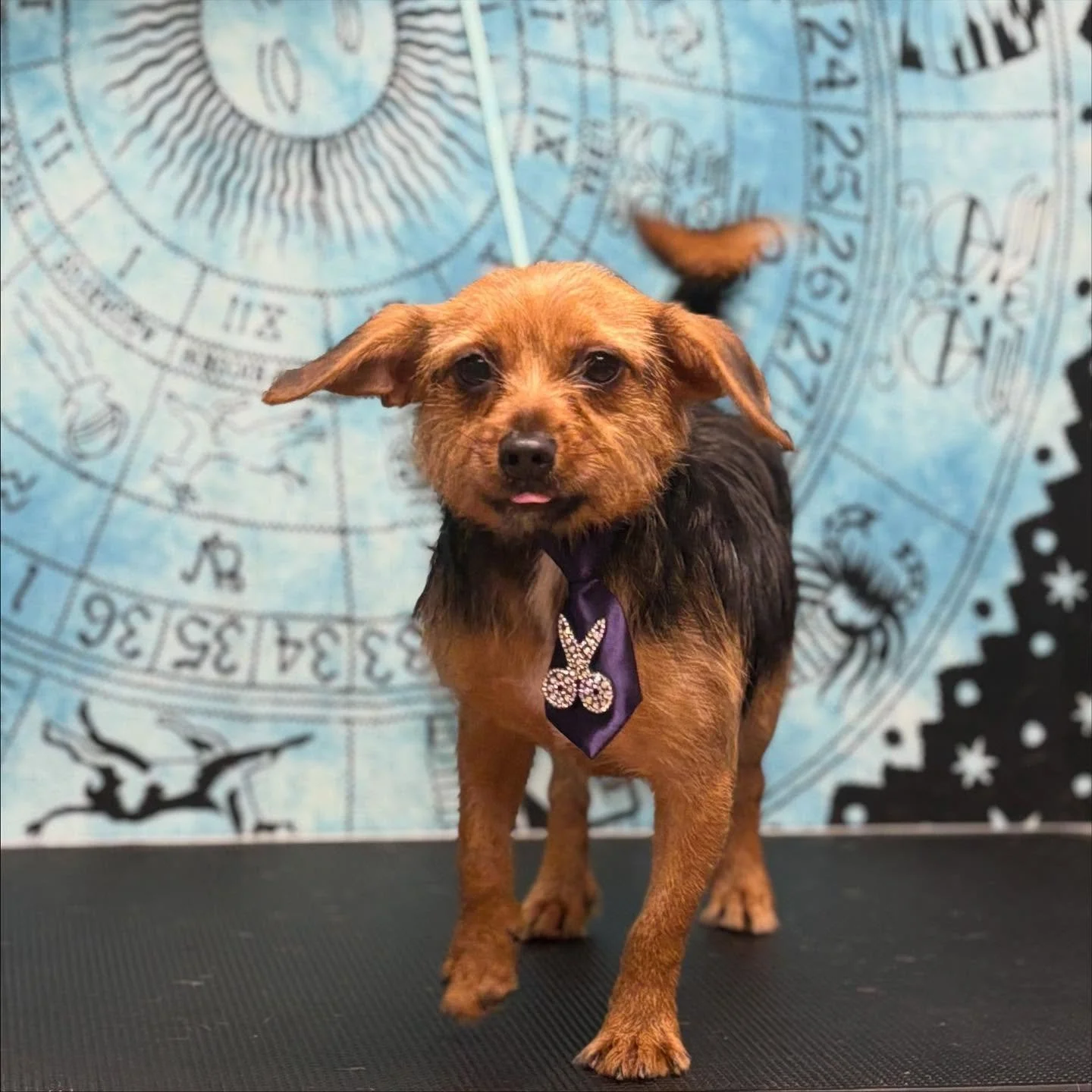 Before: forklift certified.
After: corporate girly with a 401(k).
Ladies, gentlemen, and beings of the astral realm&hellip;
please welcome Saquan, CEO of Neck Tufts LLC 🐾💼✨