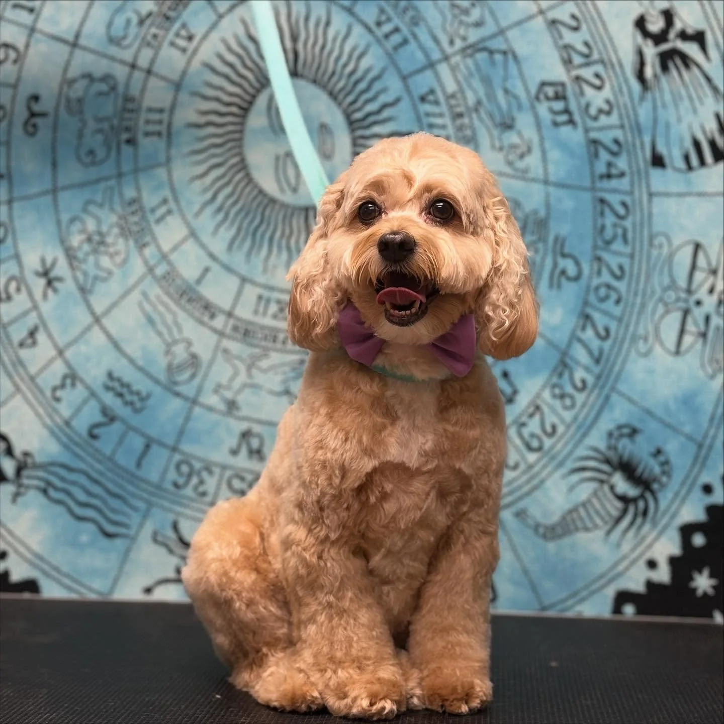 Miss Ellie ✨
A little anxious heart, a whole lot of courage.
She came in shaky today&hellip; and left looking like a cloud who knows she&rsquo;s protected, adored, and deeply held.

Gentle grooming isn&rsquo;t about speed &mdash; it&rsquo;s about saf