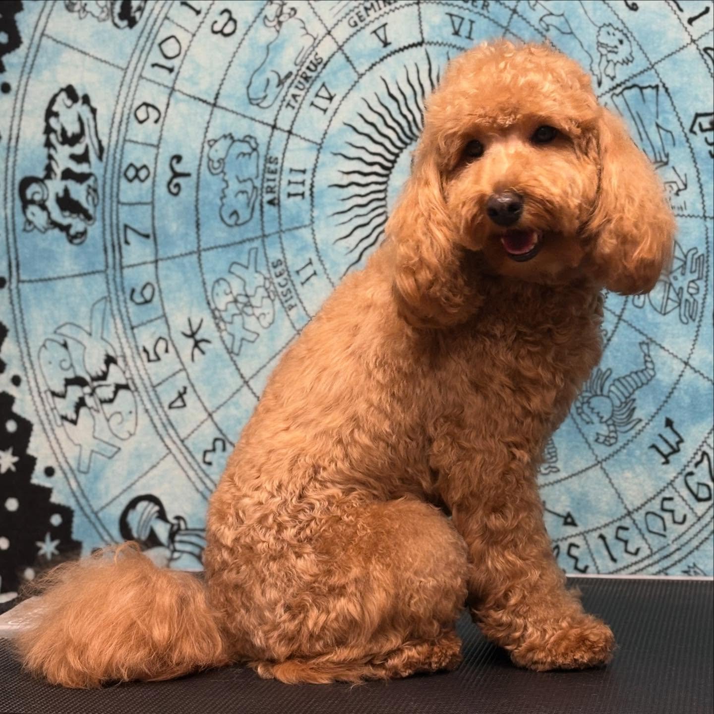 Poe, the sweetest chicken tender there ever was. 🥰