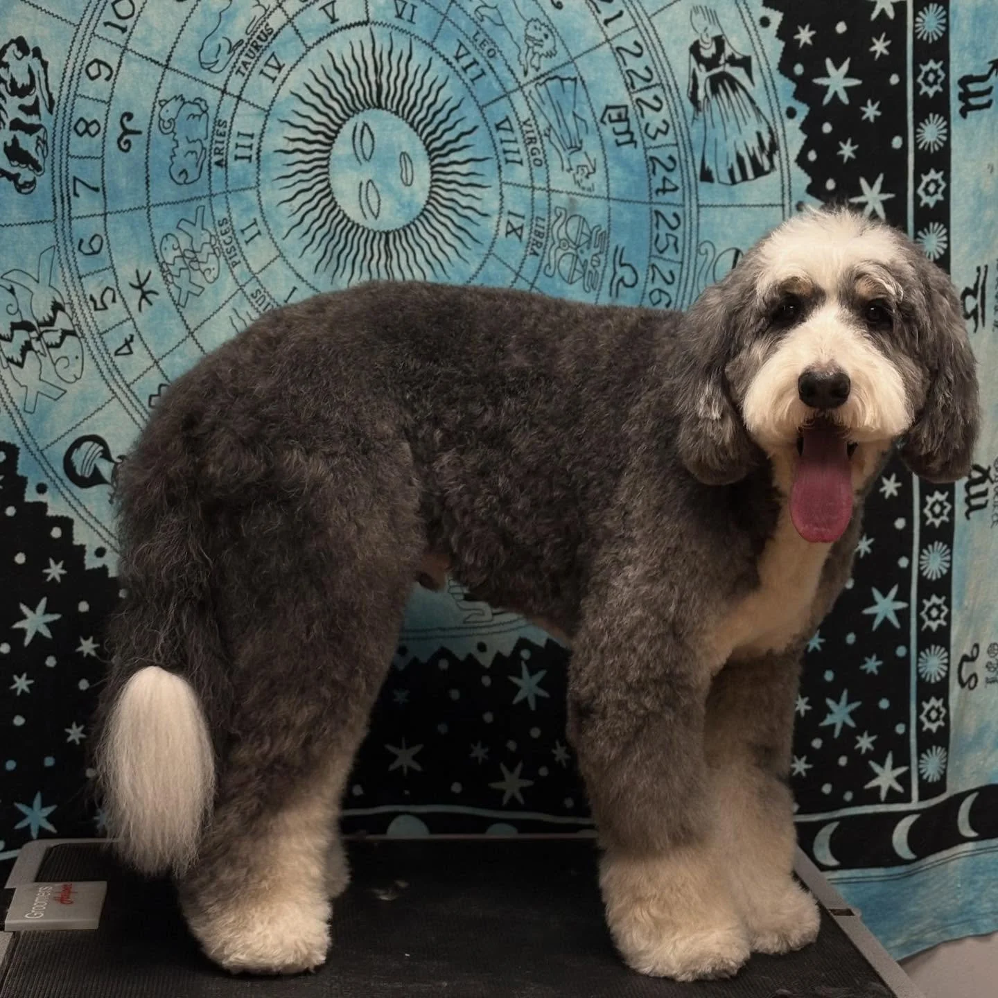 My sweet Louis, the gentlest giant I think you&rsquo;d ever cross paths with. ✨🐾