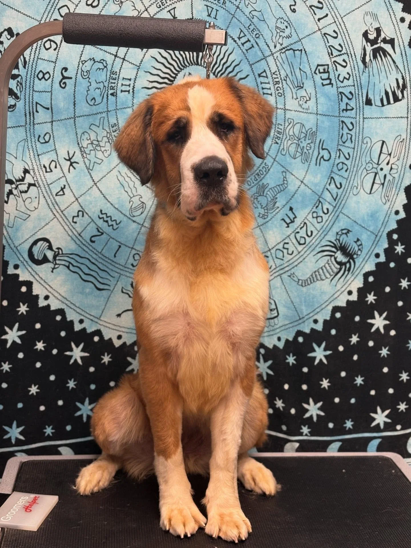 I had the pleasure of spoiling this sweet gal, Strudel, today. She actually stole my heart&hellip; aaaand she can steal yours, too! Sweet Strudel is a foster babe looking for a fur-ever home. (PS- fosters groom free with me 😉 DM for more info!)