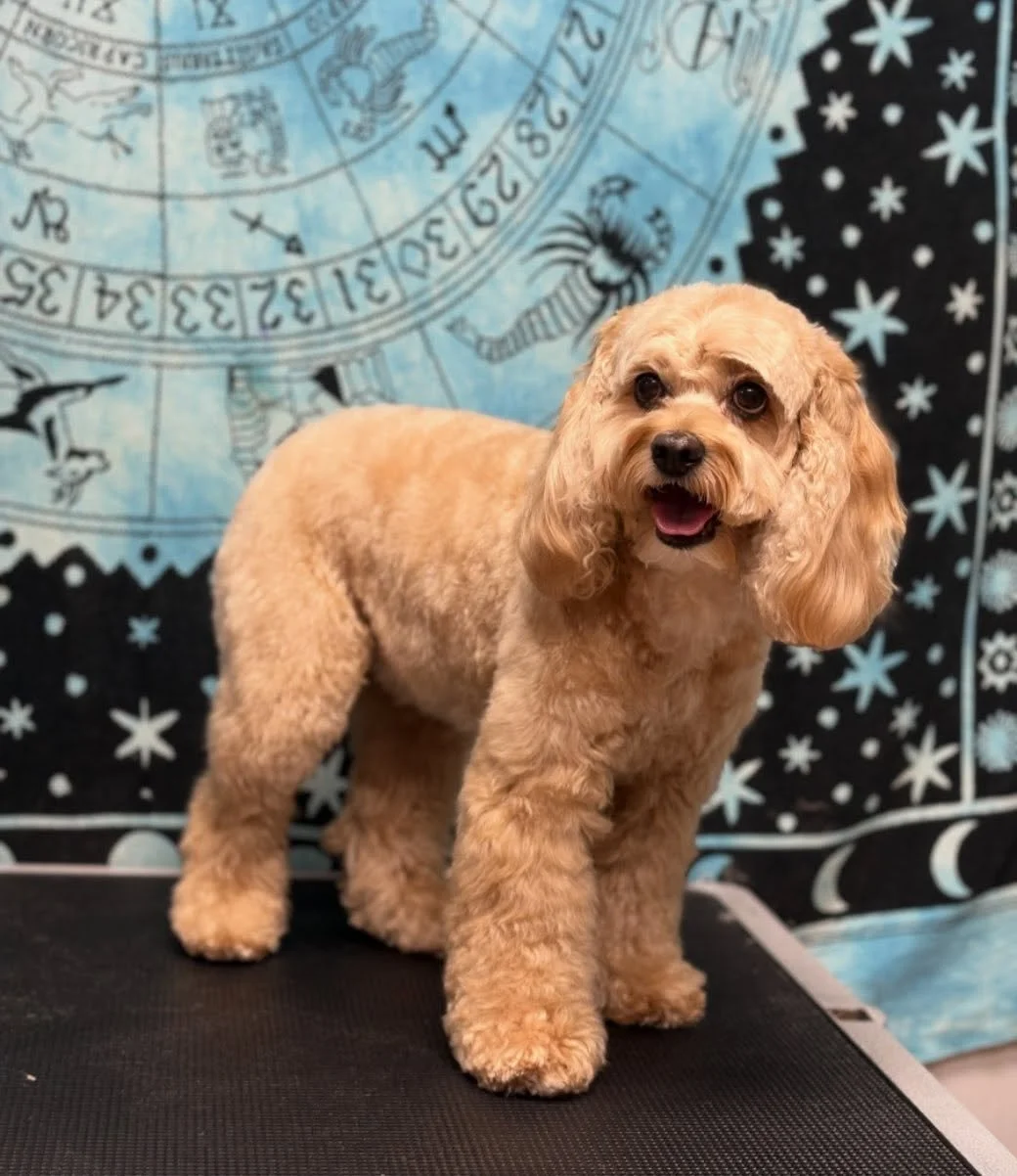 My sweet Ellie 💞🐾✨