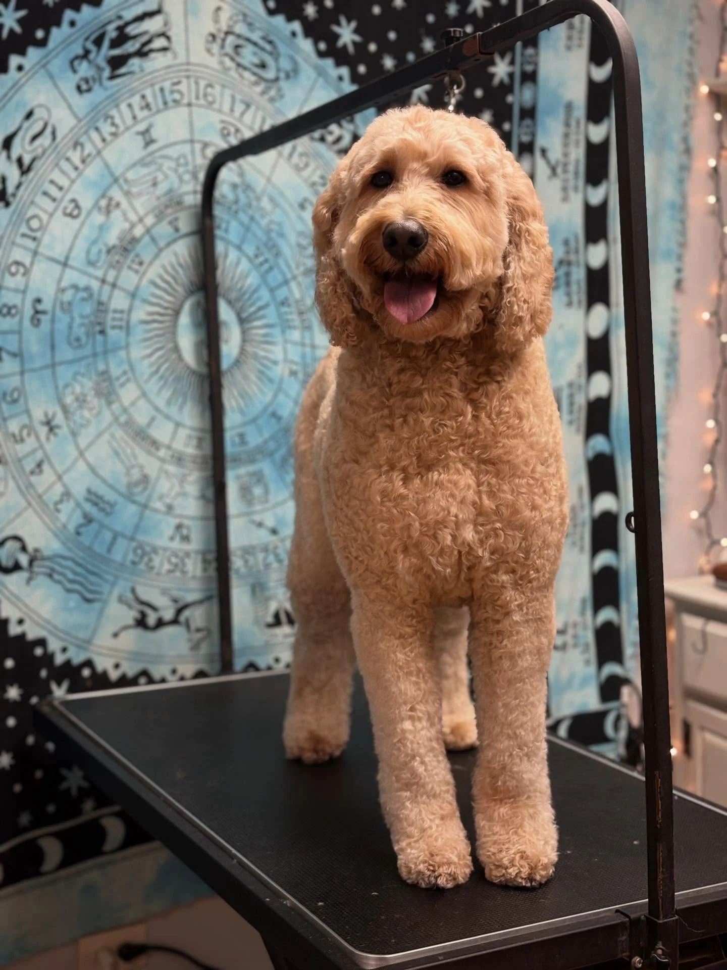 Sweetest Emma ✨🐾 a sweet and simple tidy was in order to start her new year off fresh and re-energized both physically and energetically. Teaching through touch that grooming doesn&rsquo;t have to be fearful. From being shaky prior to even arriving 