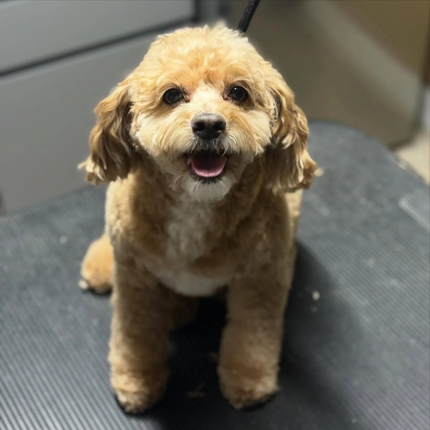 Sweet Arley 💞🐾✨ 1/2&rdquo; clipper work with hand scissor finishes for this lil nugget!