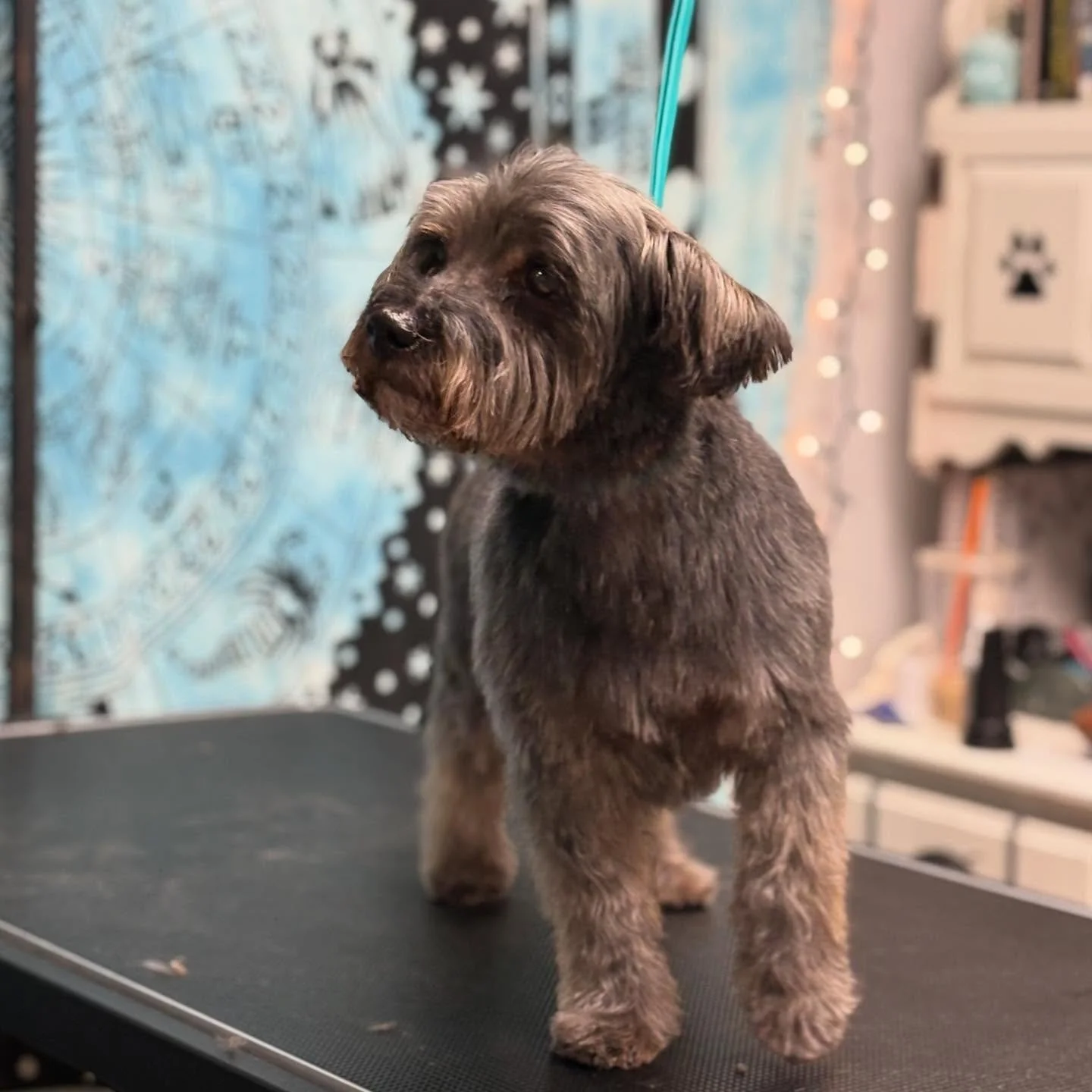 Miklo 🥰 a classic 1/2&rdquo; from snoot to tail tip for this sweet old soul