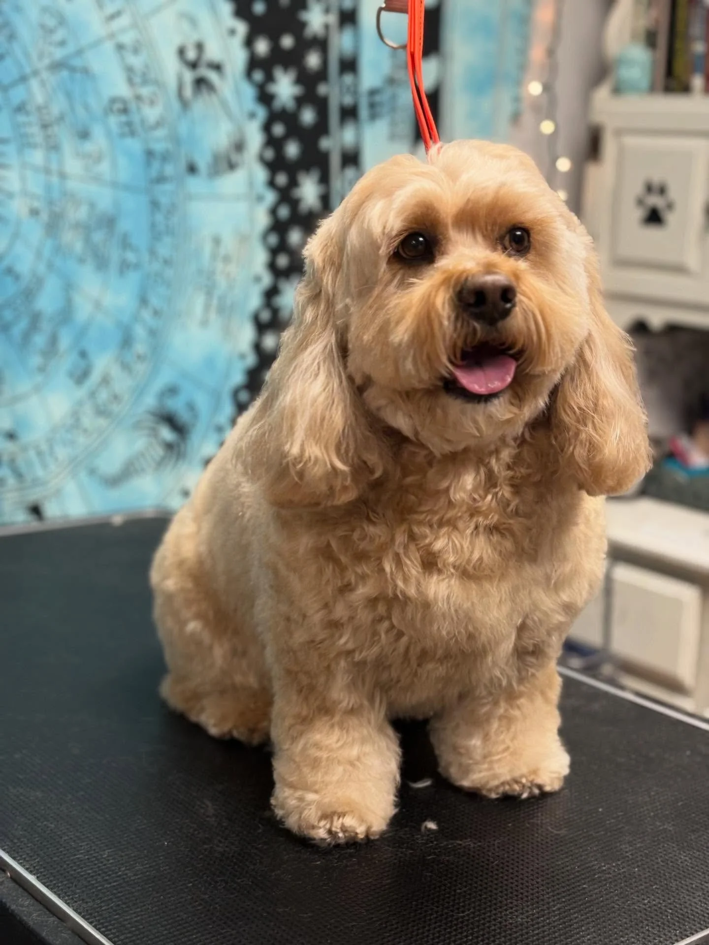 My fluffy Auggie came in for a quick face, feet, and sani tidy up with a refreshing bath &amp; fluff out! Love this boy to pieces ✨🐾