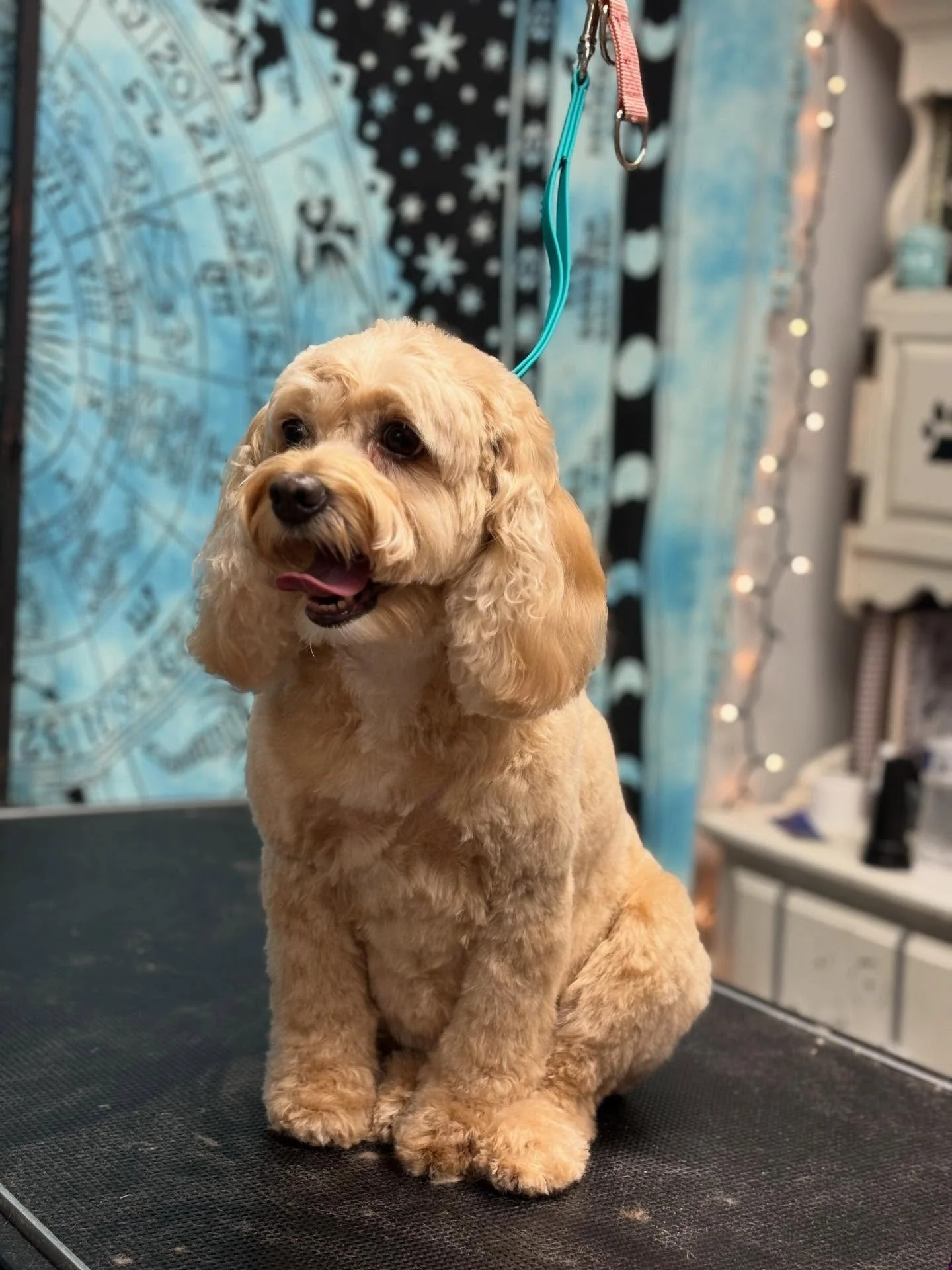 My Ellie, an actual angel and now soft as a cloud 🪷☁️