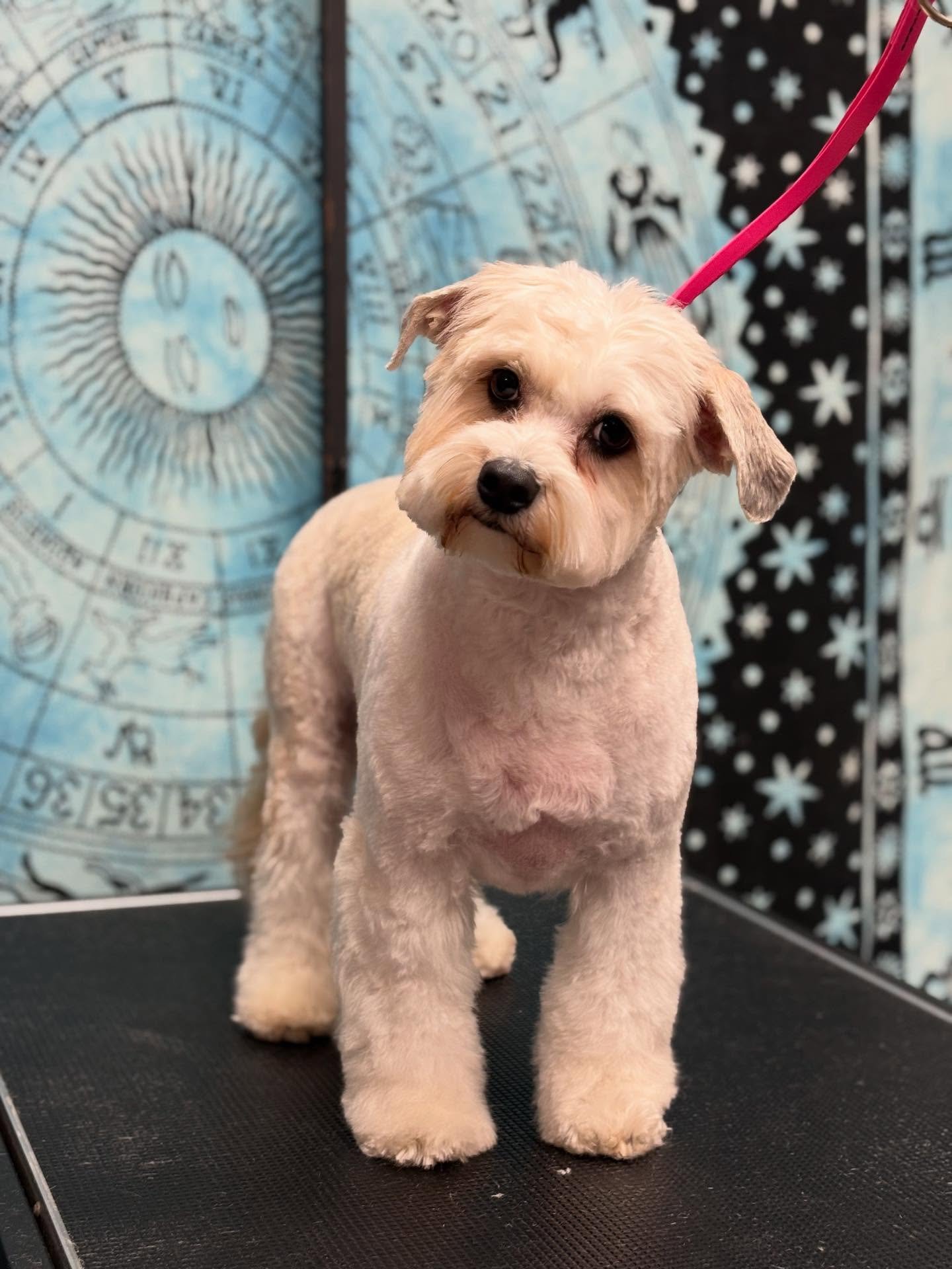 The one. The only. SNOOP 🐾🌱