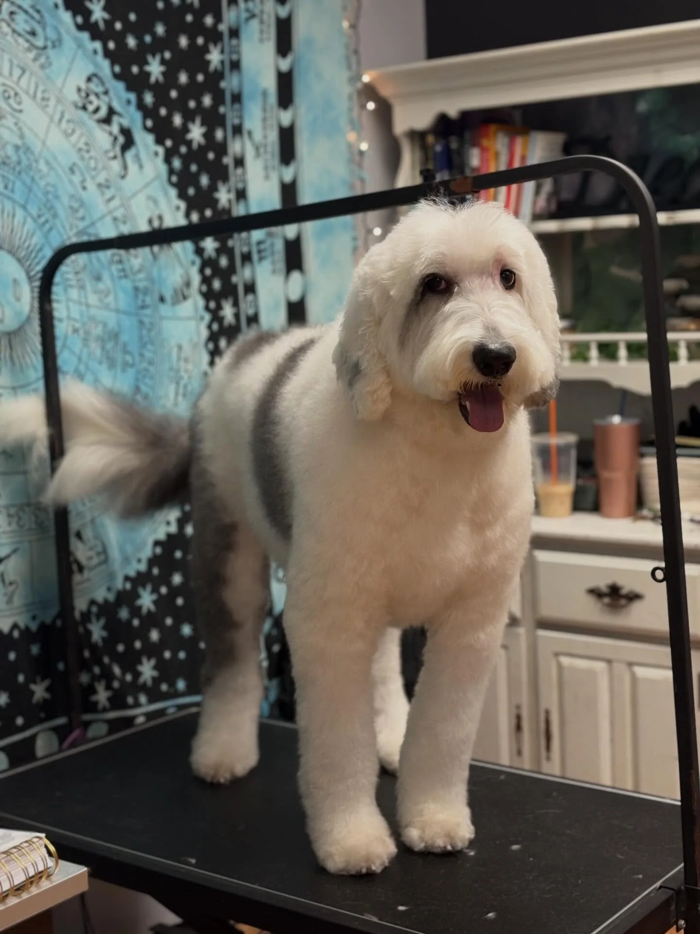 Winston 🤴🏼 So sweet, so regal, so effortlessly floofy. I always adore having this sweet boy on my table! That middle pic of him is too perfect not to share. Today was a nice face, feet, sani touch up and a thorough, luxurious bath with @hydra_usa p
