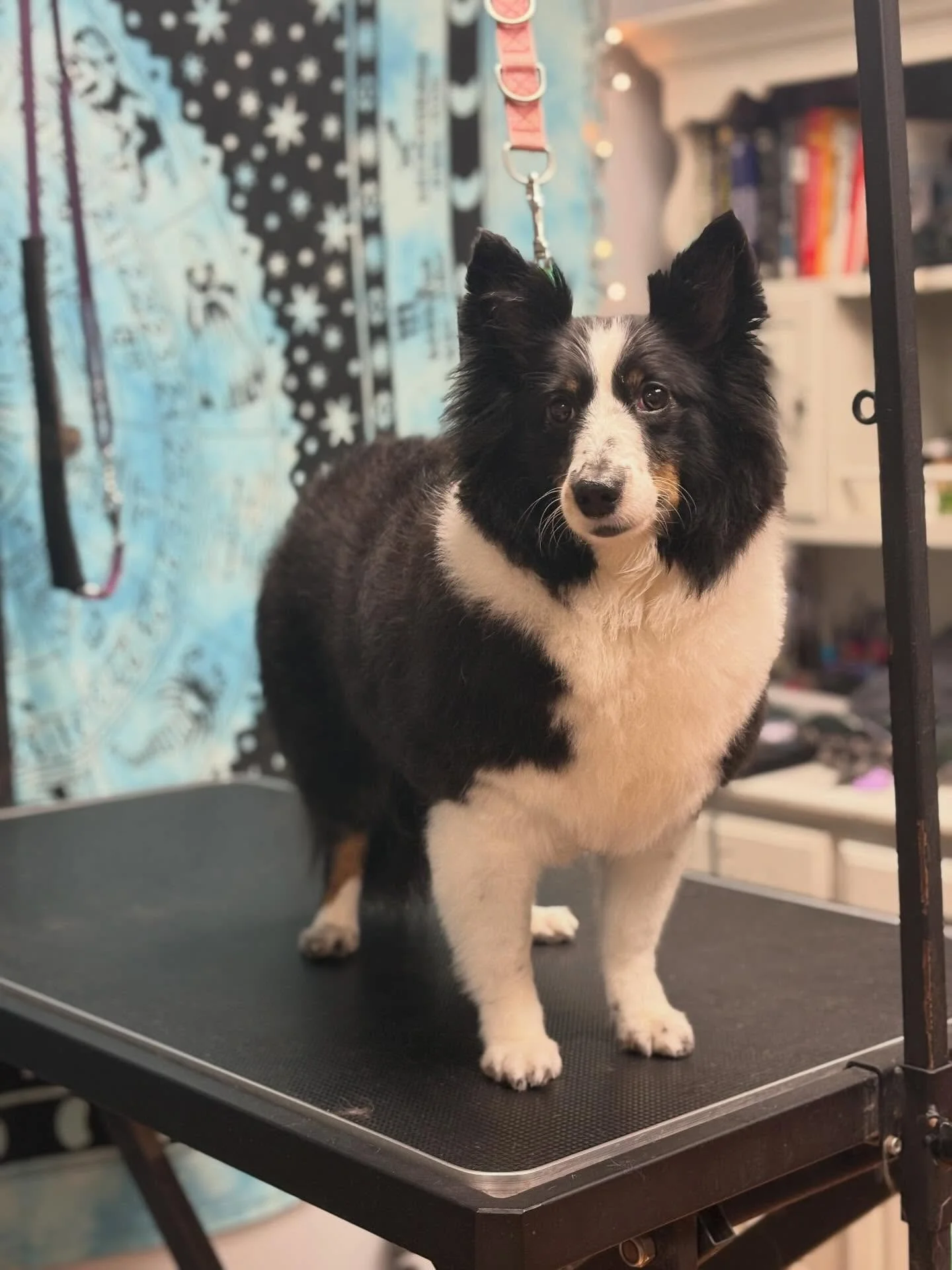 Such a charmer, my Rosie gal is 🐾💘