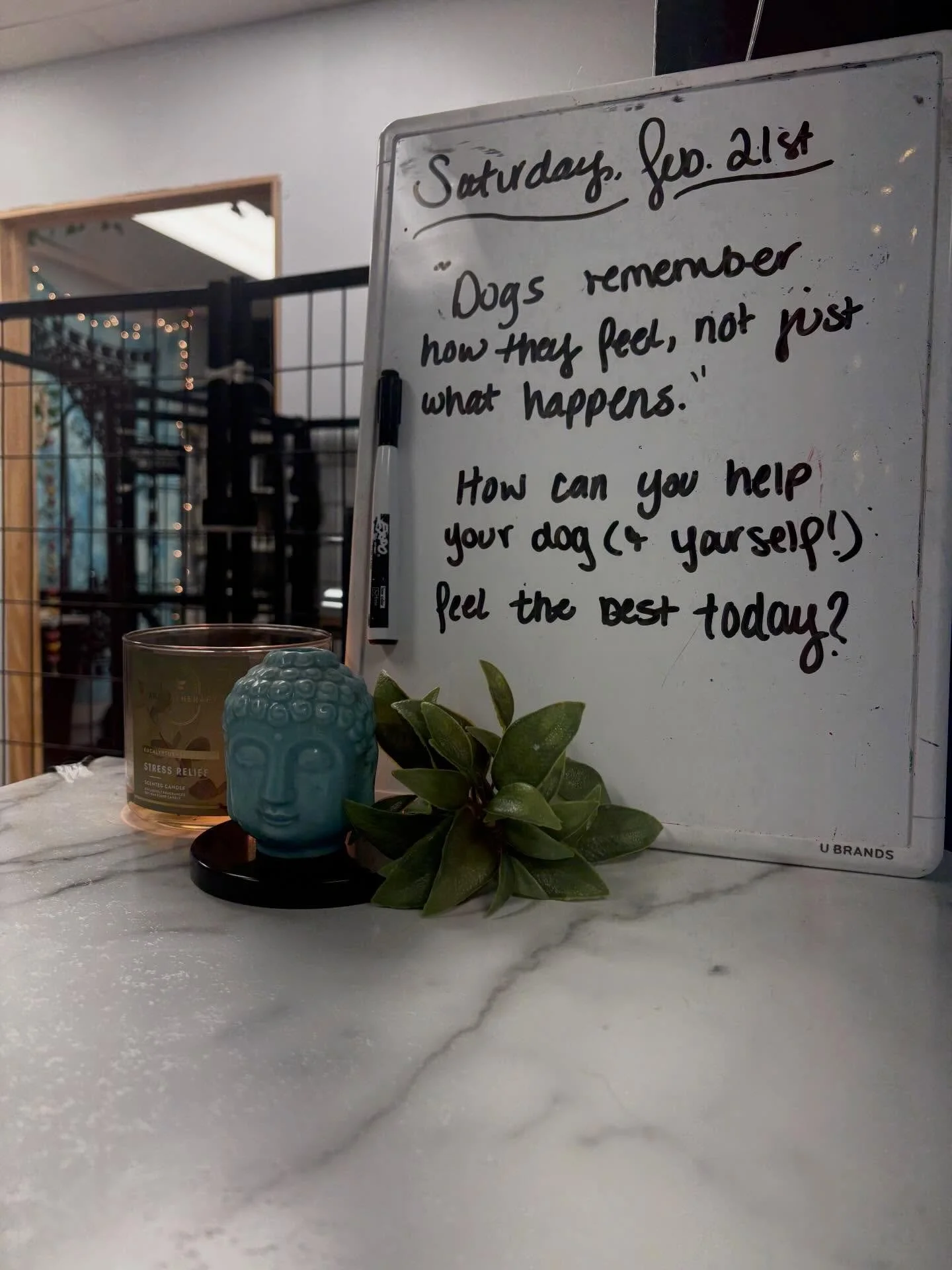 Grooming isn&rsquo;t just about how a dog looks when they leave, its about how they feel while they&rsquo;re here.

Comfort builds trust.
Trust builds cooperation.
Cooperation builds confidence.

Every appointment is part of that process. 💛