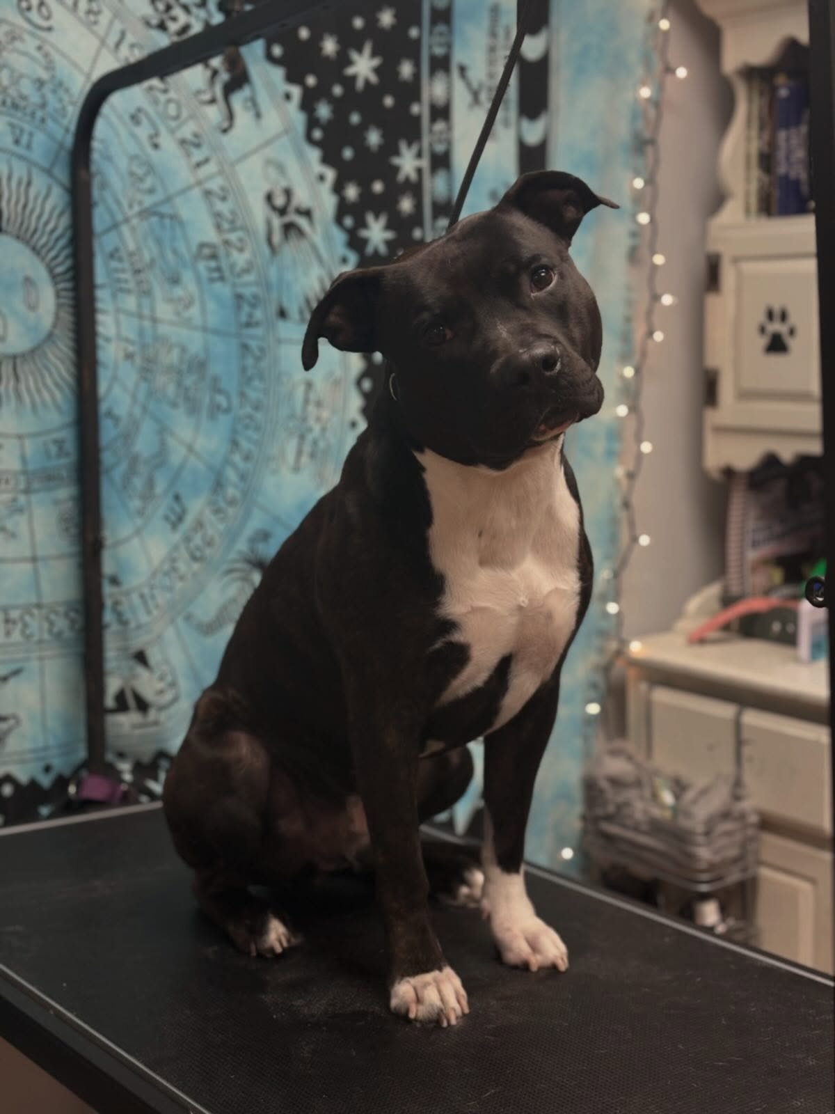 I mean&hellip; look at that sweet face 🥹✨
Ansel got his first-ever auric refresh after being adopted by my dear friend Sam, and let&rsquo;s just say- he&rsquo;s already learning what it feels like to be pampered to the 9&rsquo;s with @hydra_usa 😉