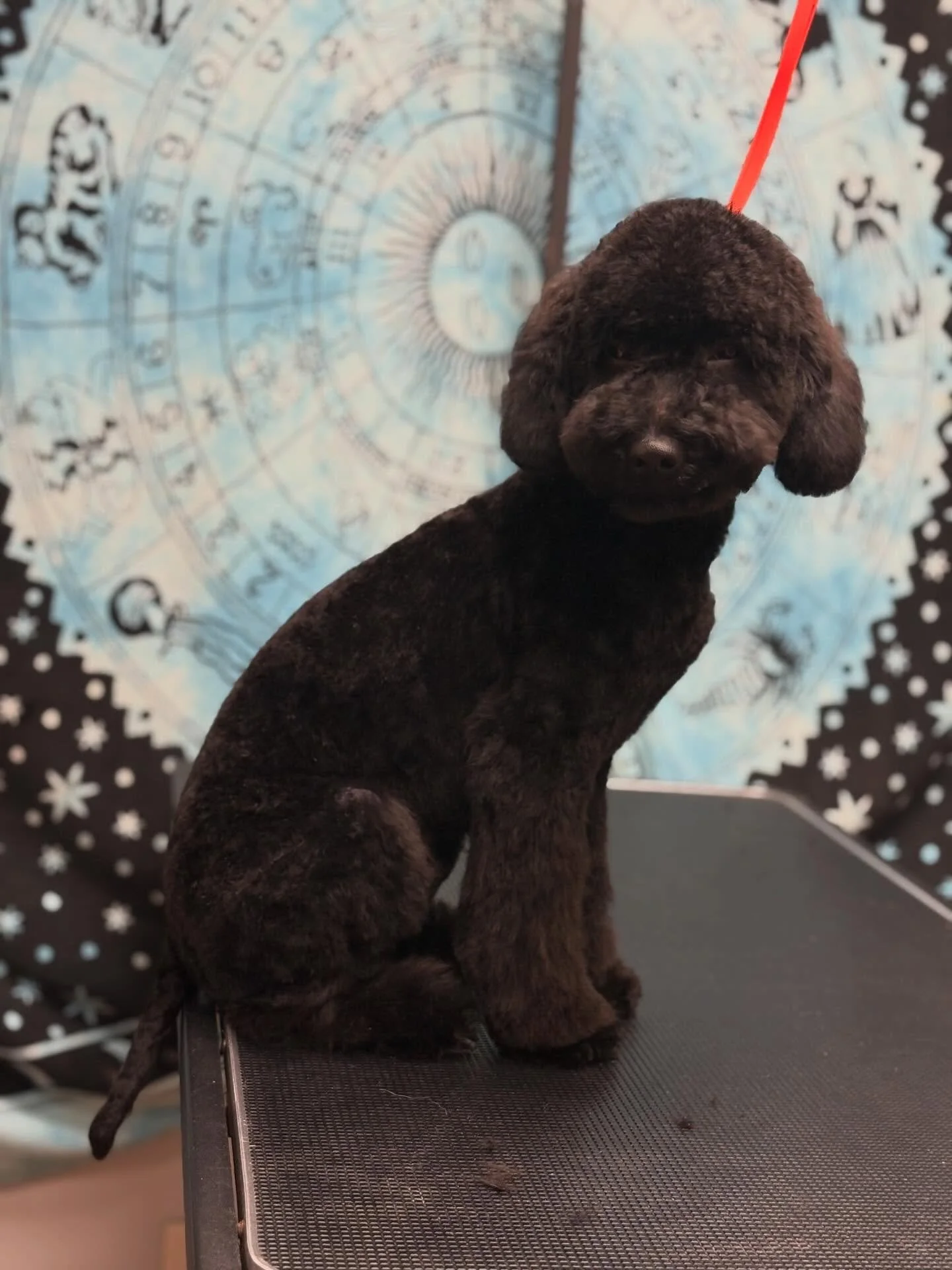 &ldquo;Are you catching my good side? 😏&rdquo;
Dudley&hellip; you don&rsquo;t have a bad one.

At just 7 months old, he&rsquo;s already so comfortable with grooming- relaxed in the bath, patient during conditioning, and fully trusting the process.

