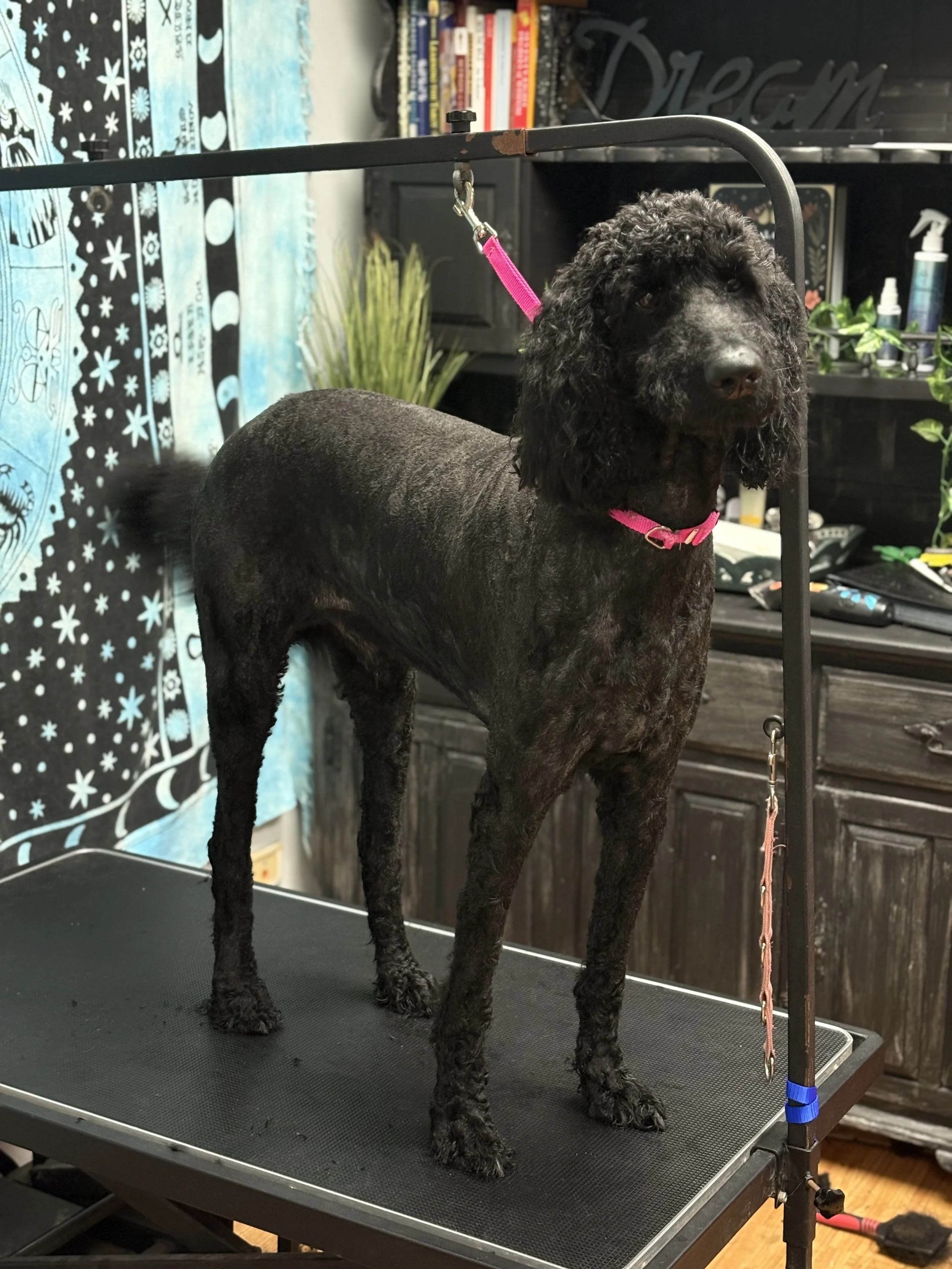 Behavioral Case Study No. 01 - Shadow