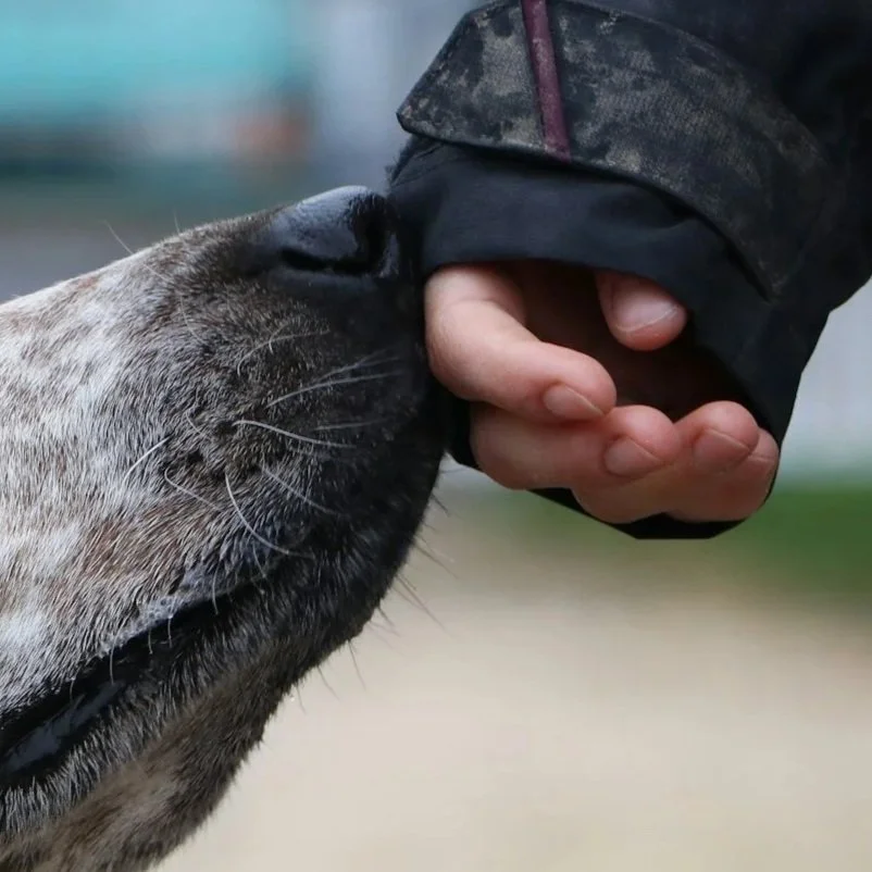 Person petting a dog on the nose