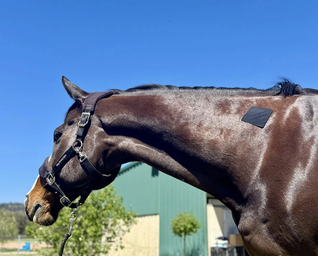 Horse_wound_care_adhesives_Australia_plasters.jpg