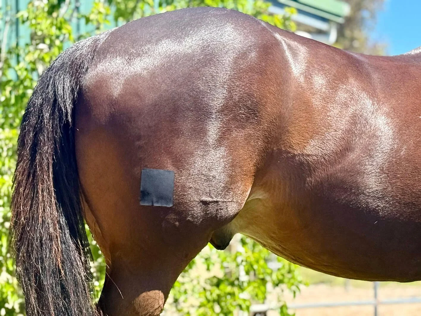 Plasters_for_my_horse_ships_worldwide.jpg