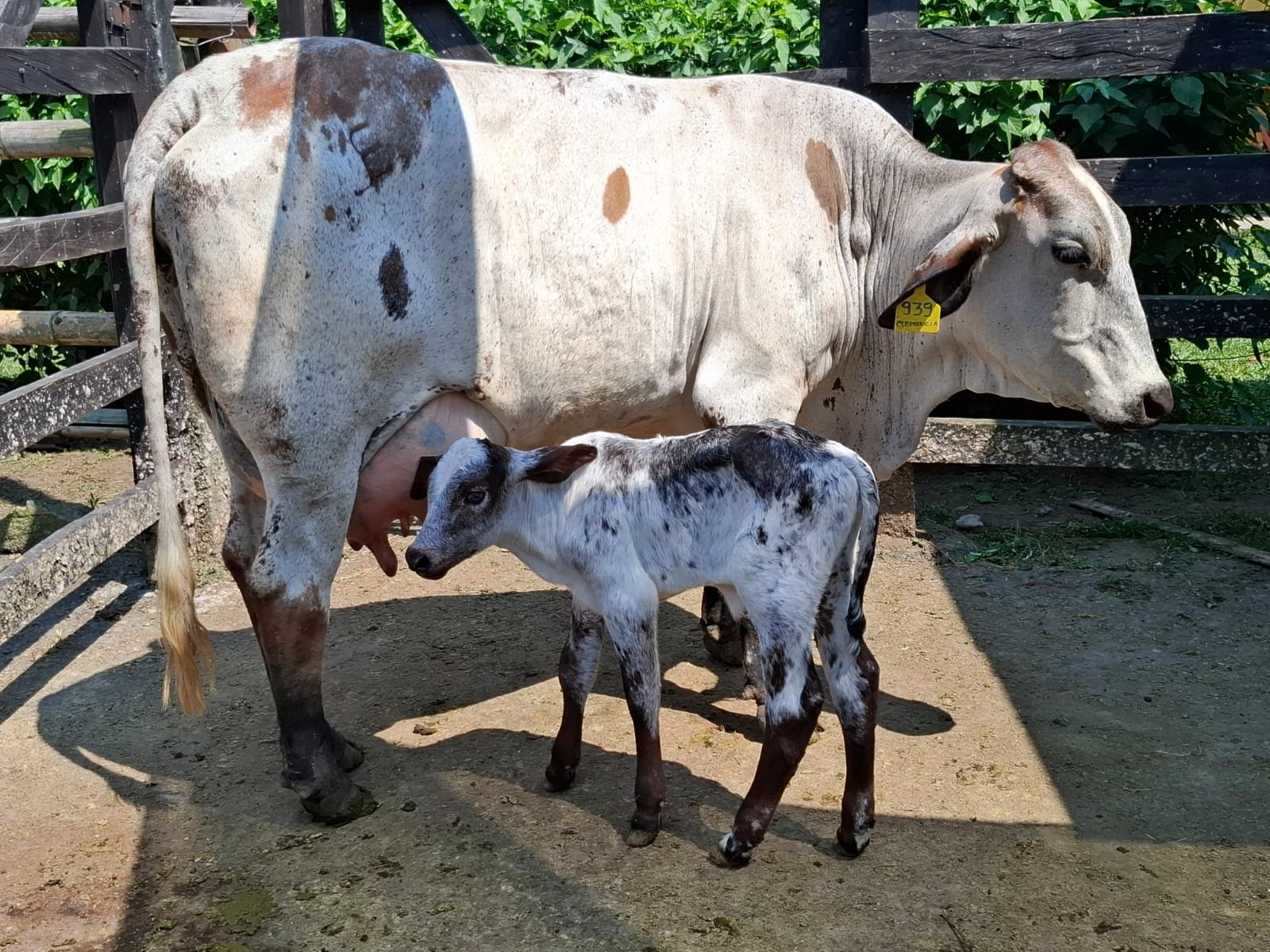 Imagen de WhatsApp 2025-07-14 a las 09.26.42_78dab3b1.jpg